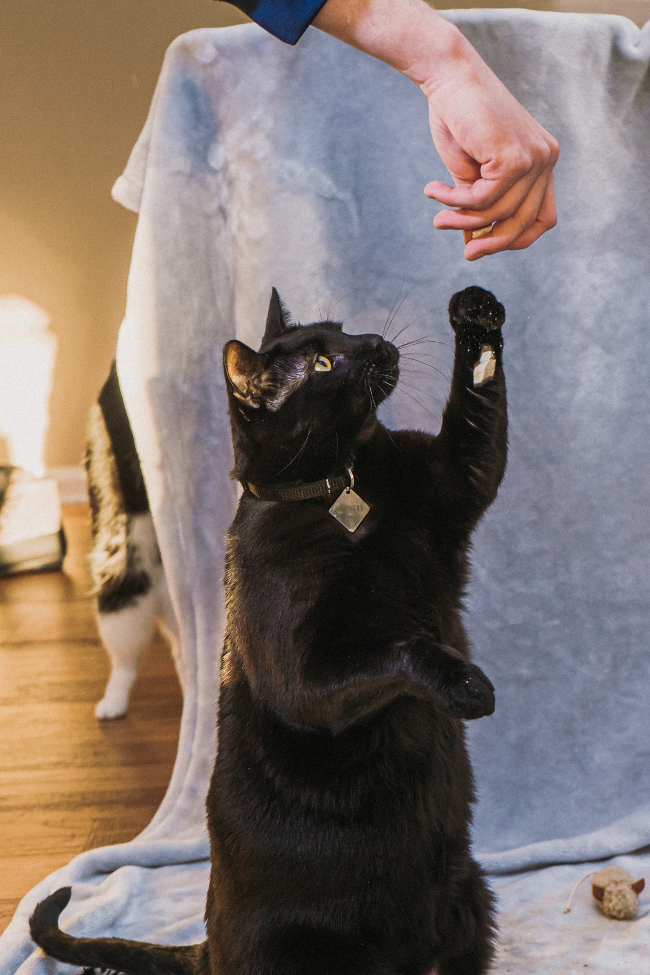 Finn and Bagheera-36.jpg