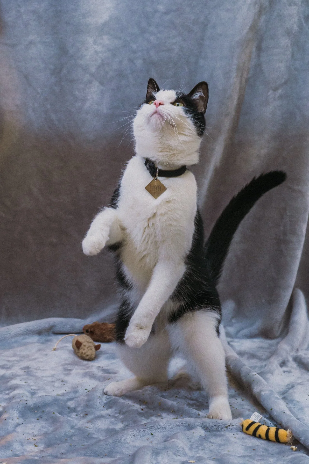 Finn and Bagheera-37.jpg