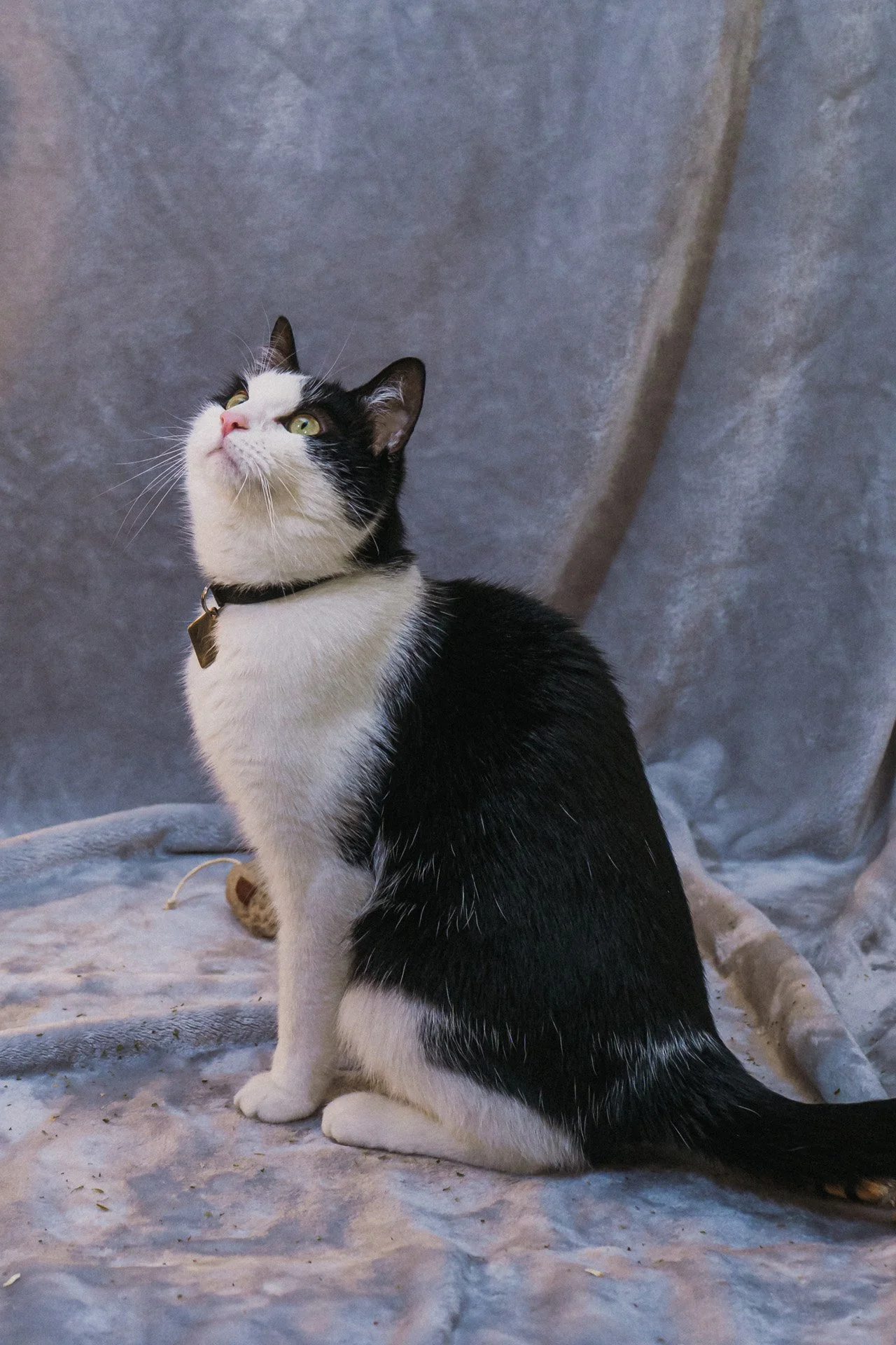 Finn and Bagheera-38.jpg