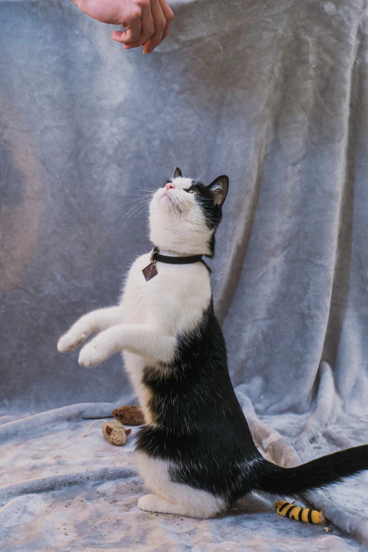 Finn and Bagheera-39.jpg