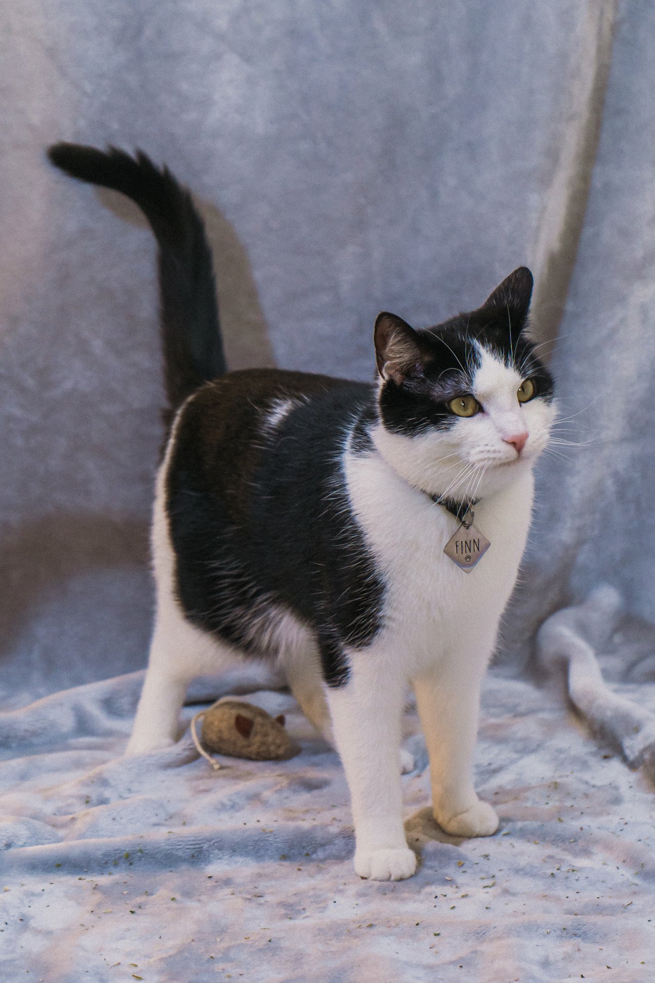 Finn and Bagheera-42.jpg