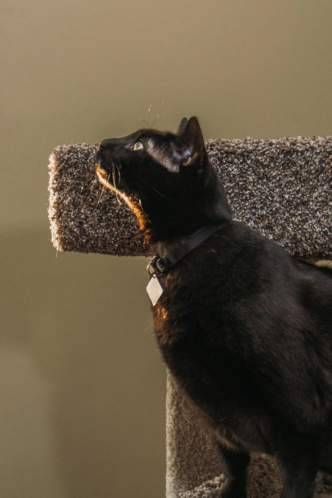 Finn and Bagheera-44.jpg