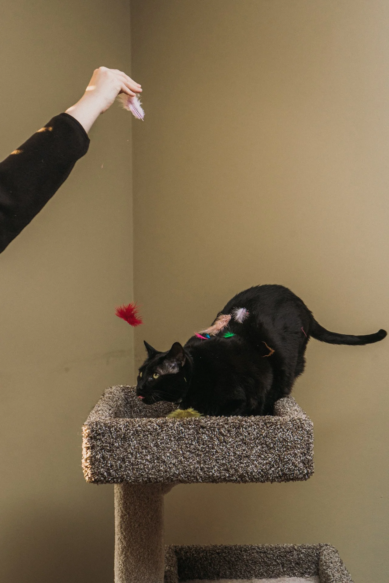 Finn and Bagheera-46.jpg