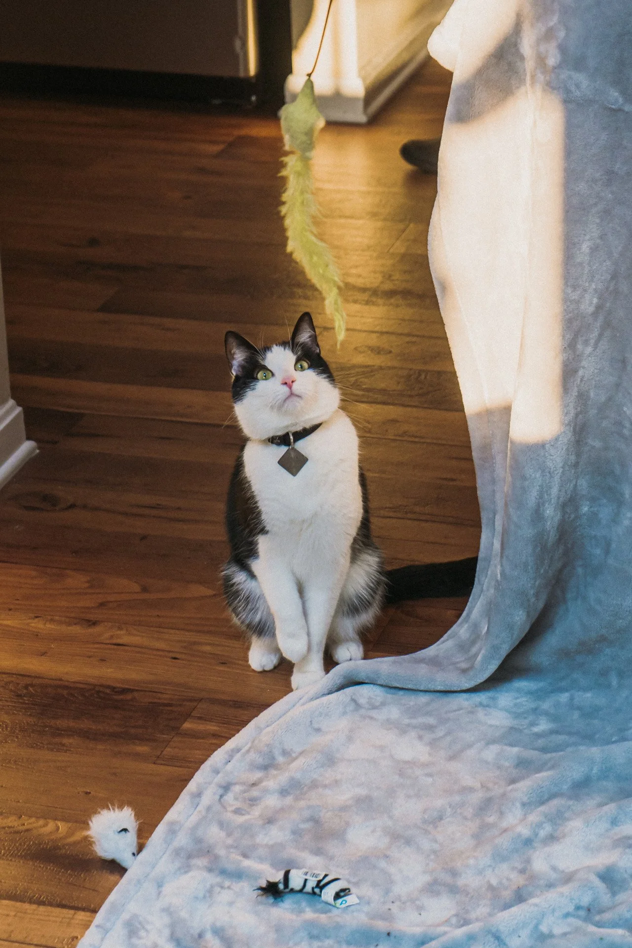 Finn and Bagheera-47.jpg