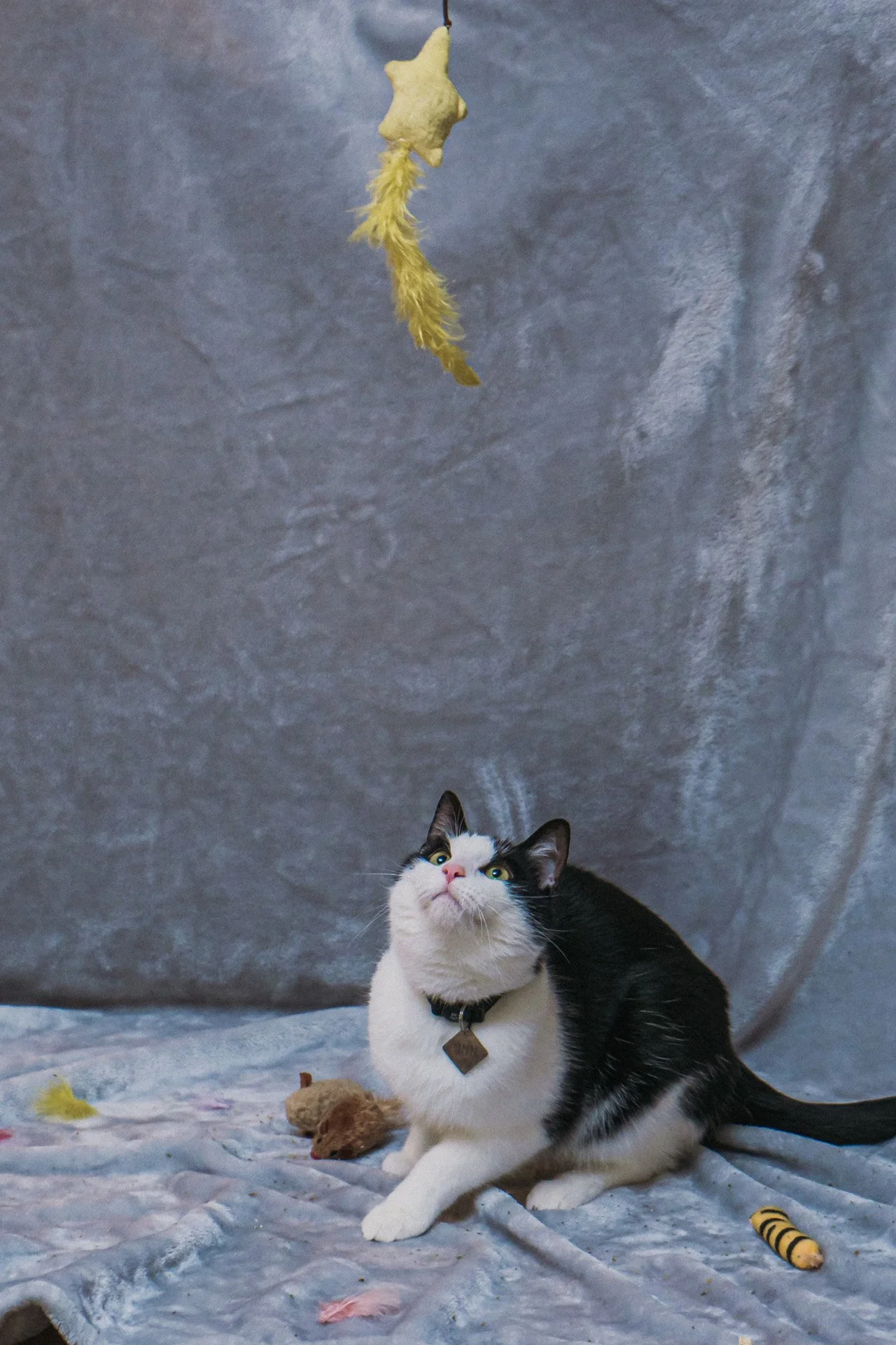 Finn and Bagheera-48.jpg