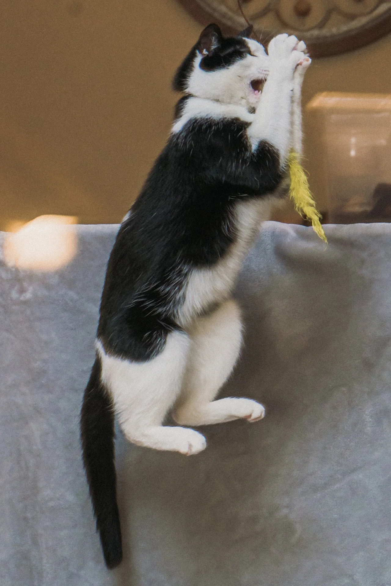 Finn and Bagheera-51.jpg