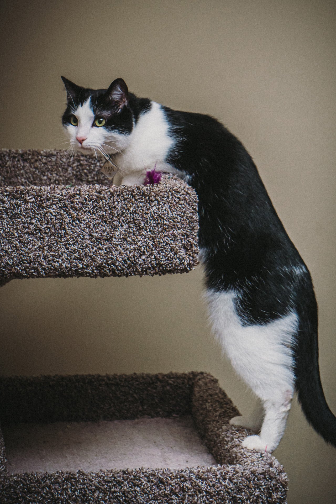 Finn and Bagheera-52.jpg