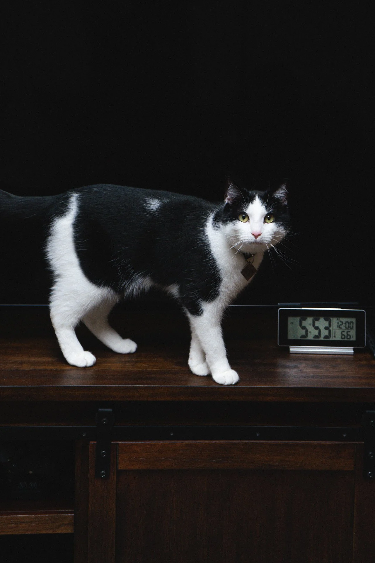 Finn and Bagheera-53.jpg