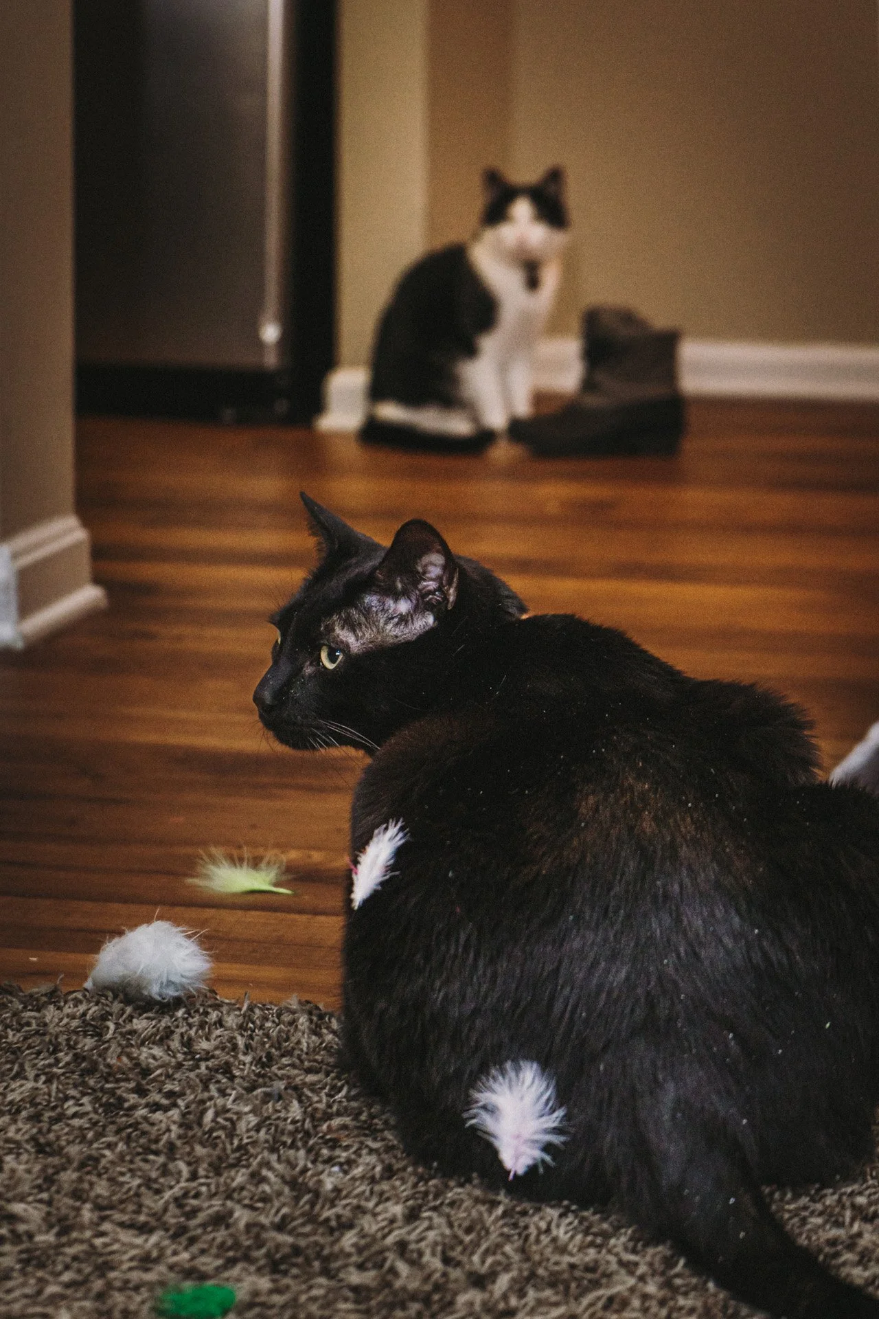 Finn and Bagheera-56.jpg