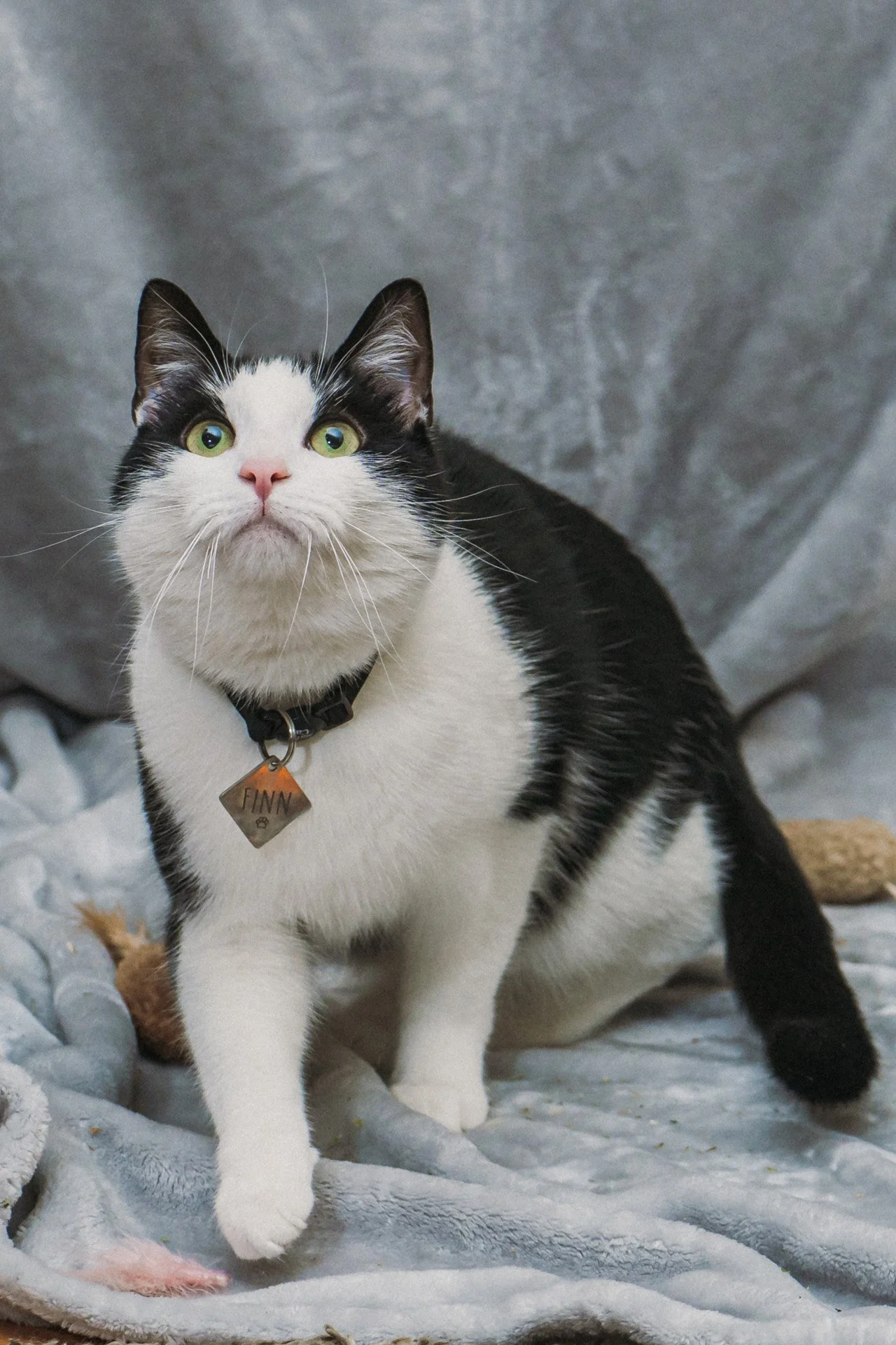 Finn and Bagheera-58.jpg