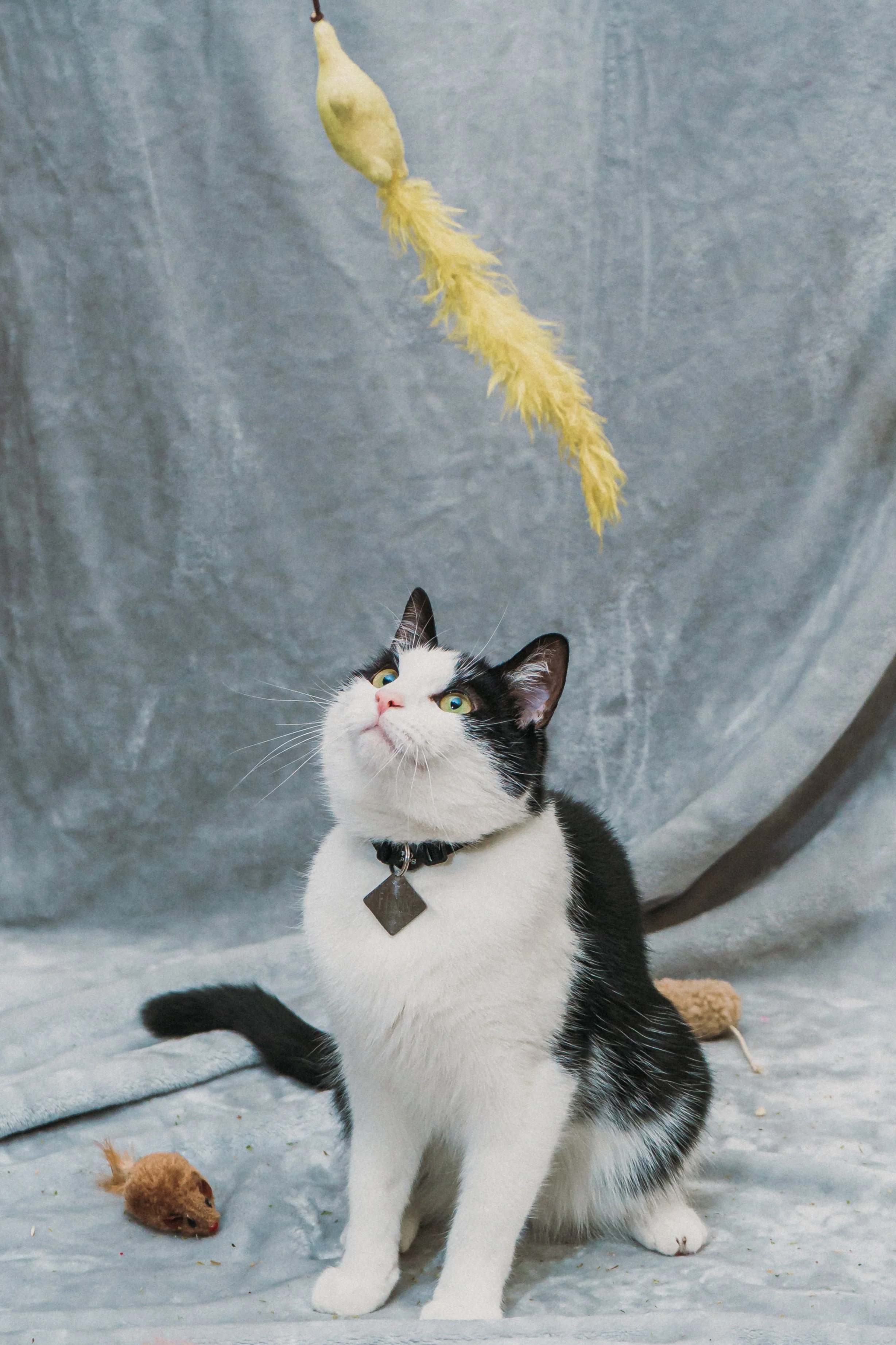 Finn and Bagheera-23.JPG