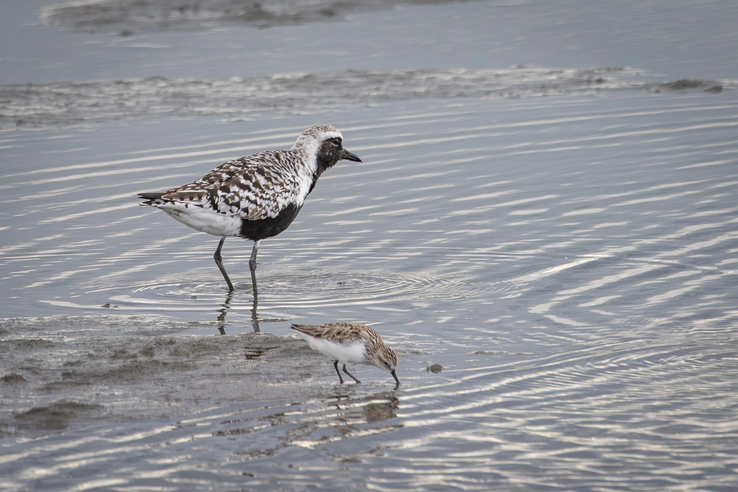 Black-bellied plover