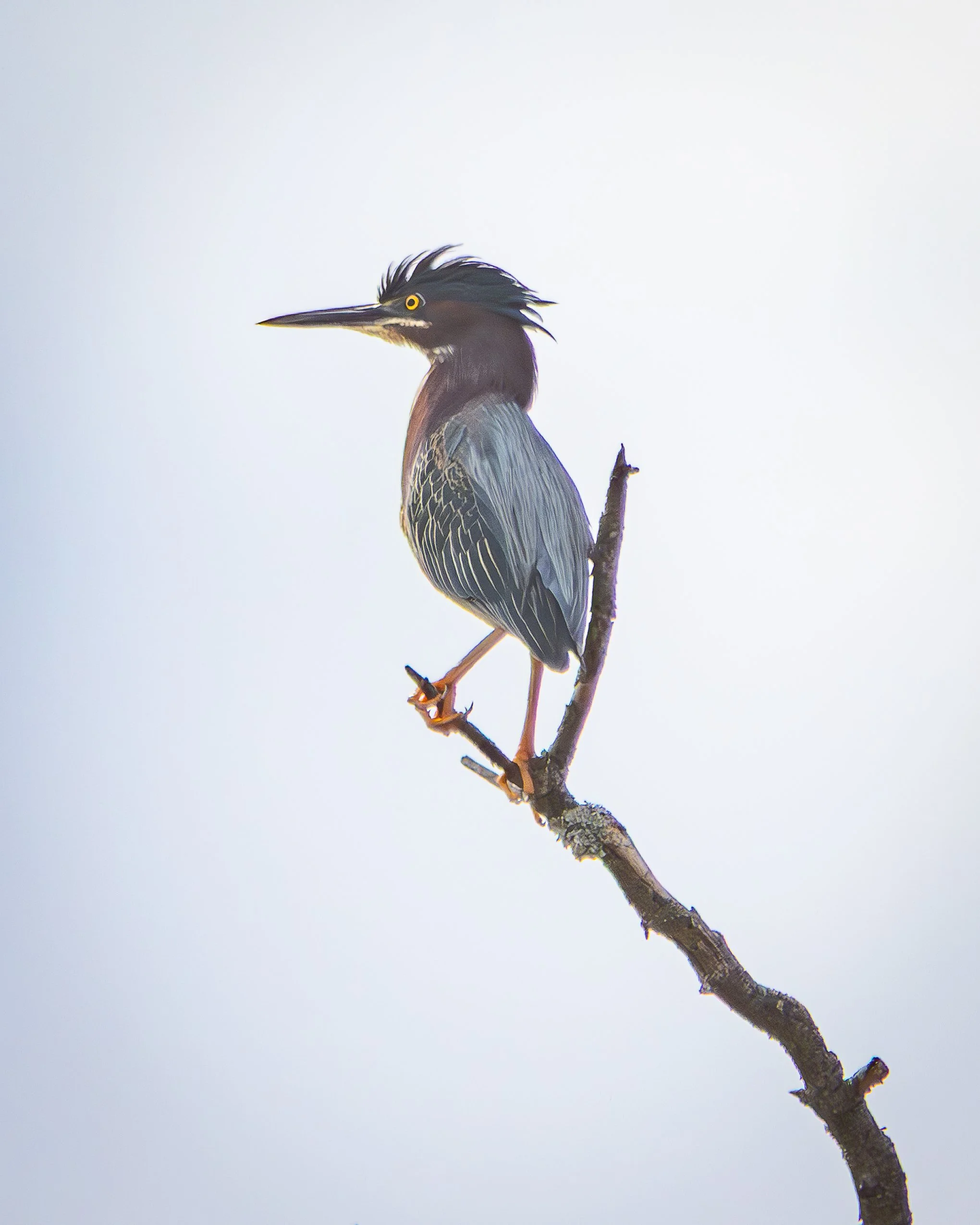 Green heron