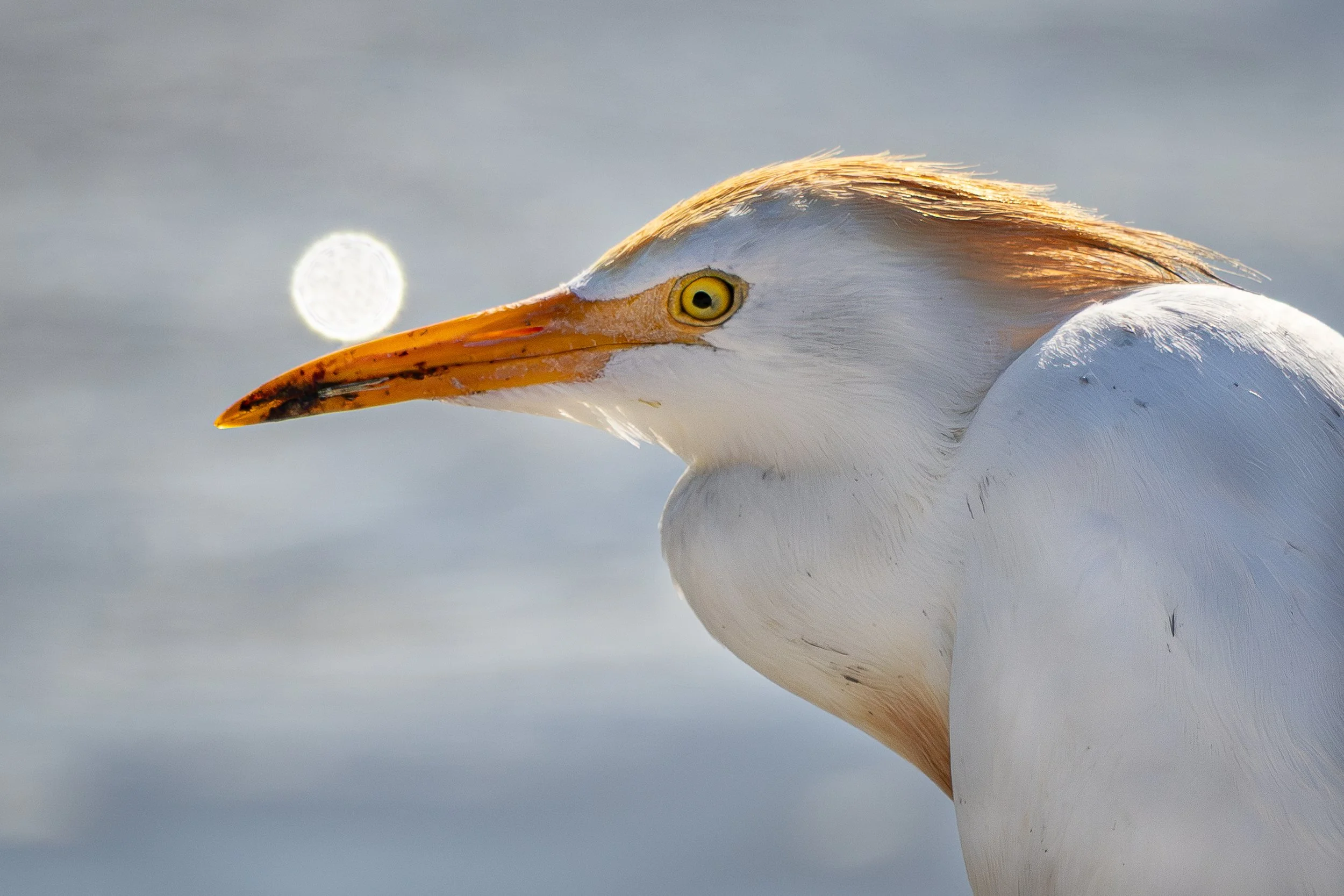 Western Cow-Egret
