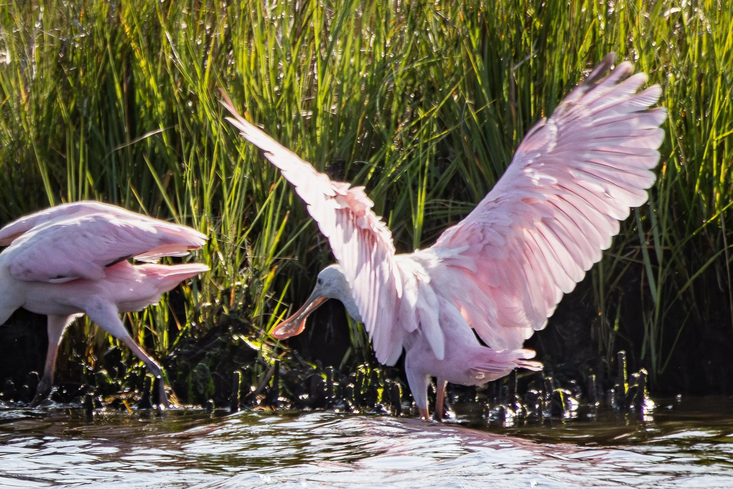 Roseate spoonbill