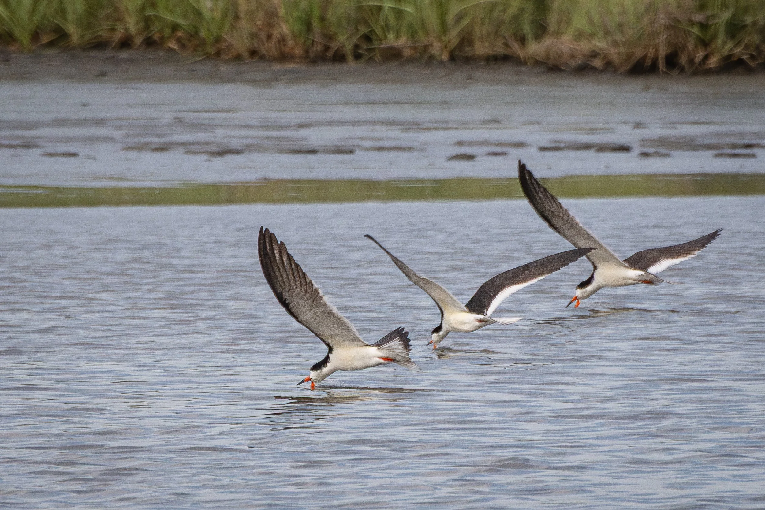 Black skimmers