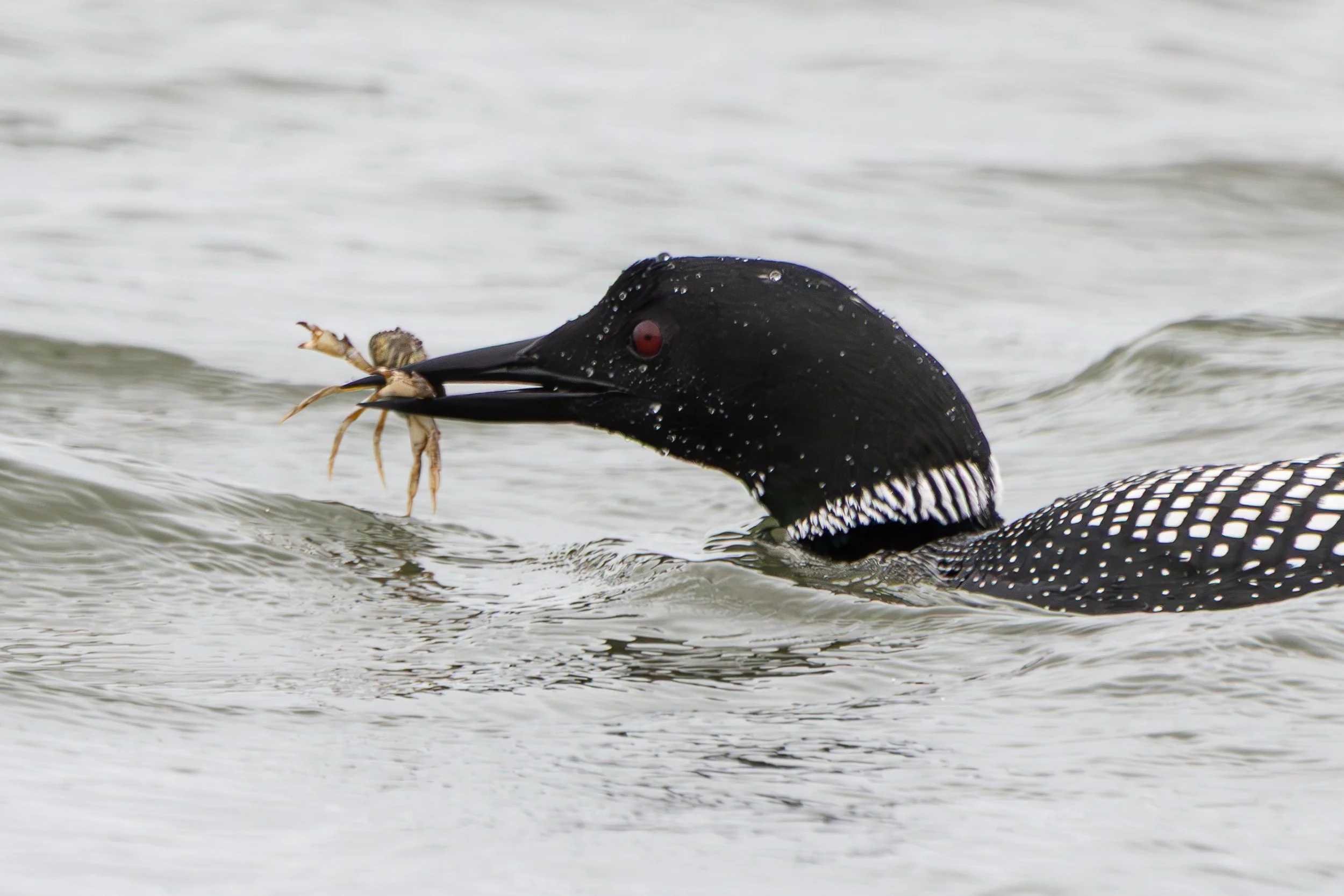 Common loon and crab