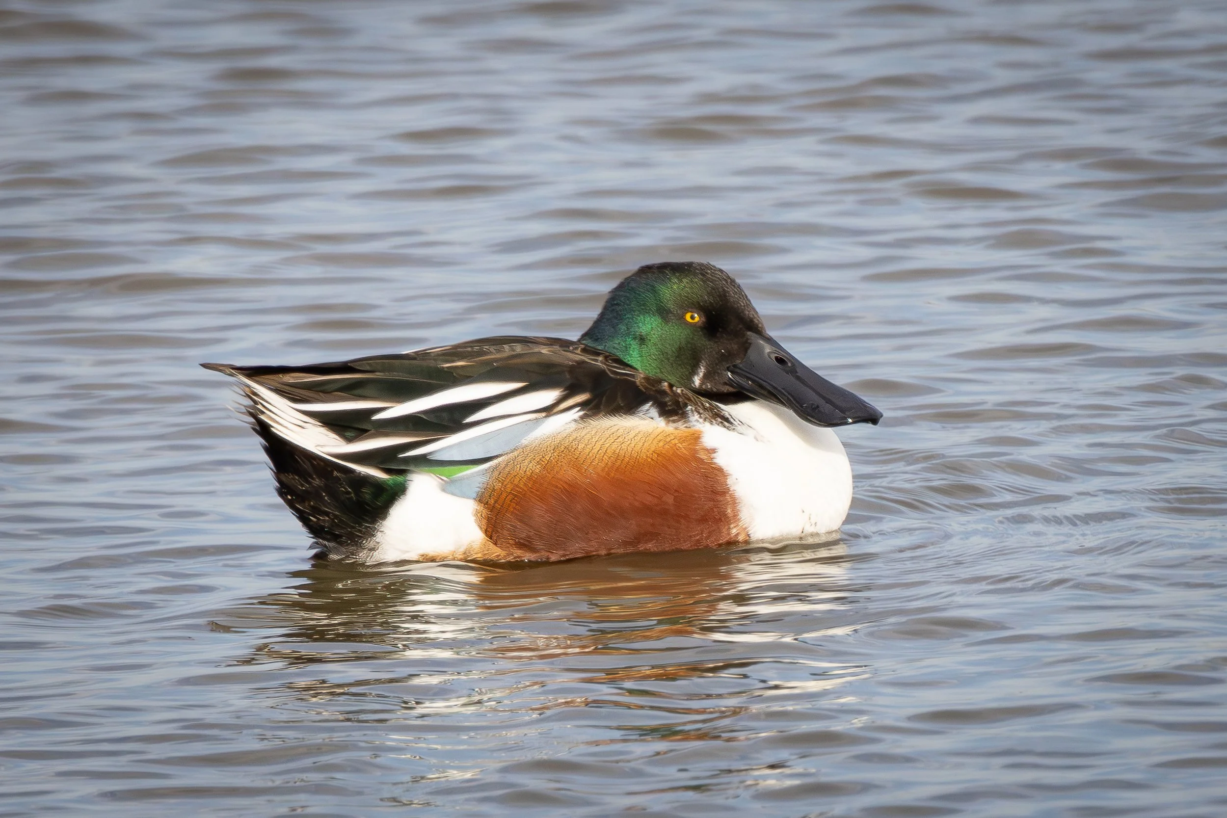 Northern shoveler