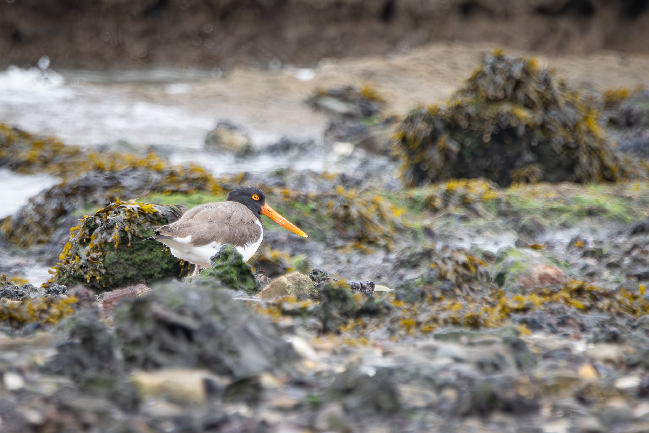 American oystercatcher