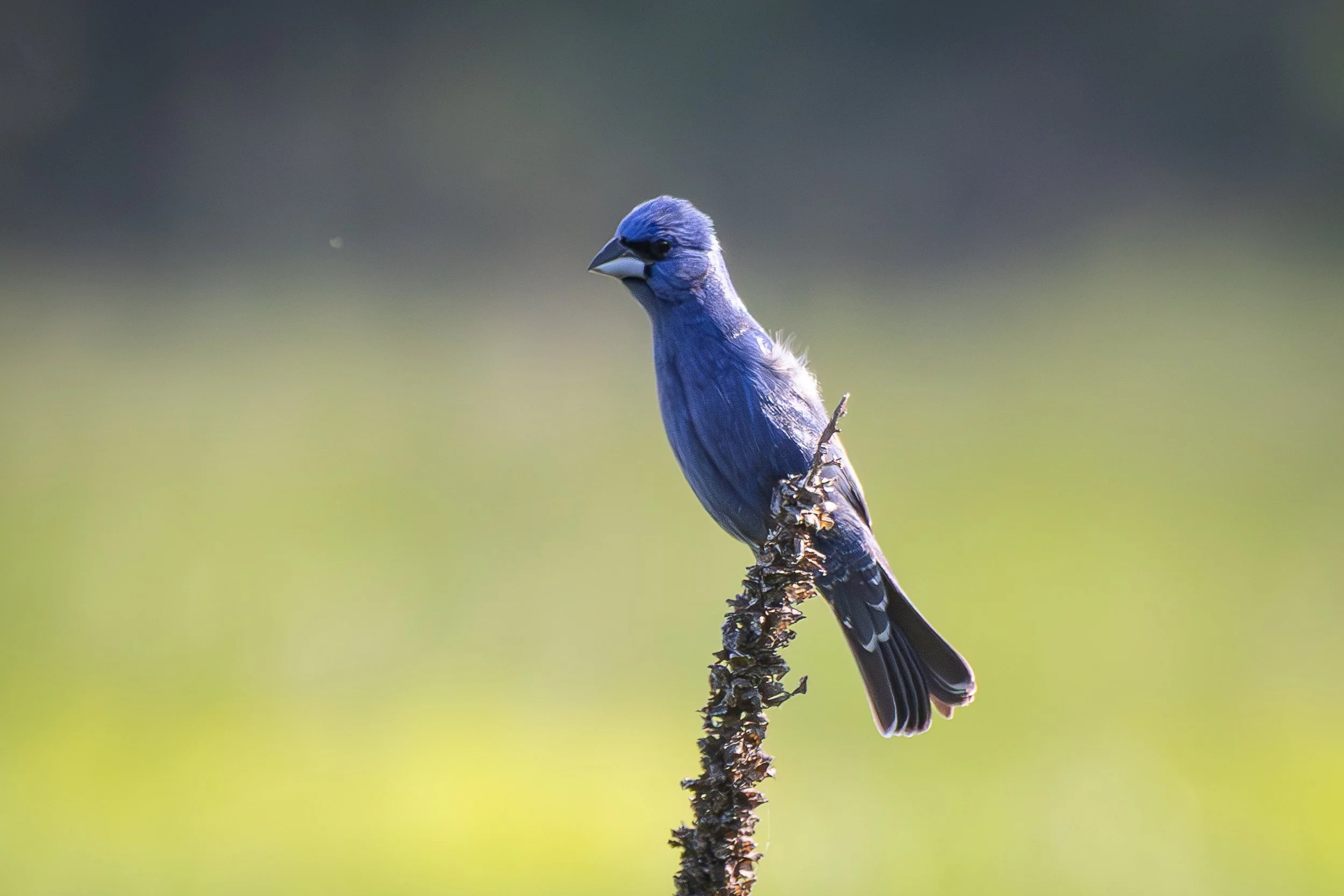 Blue grosbeak