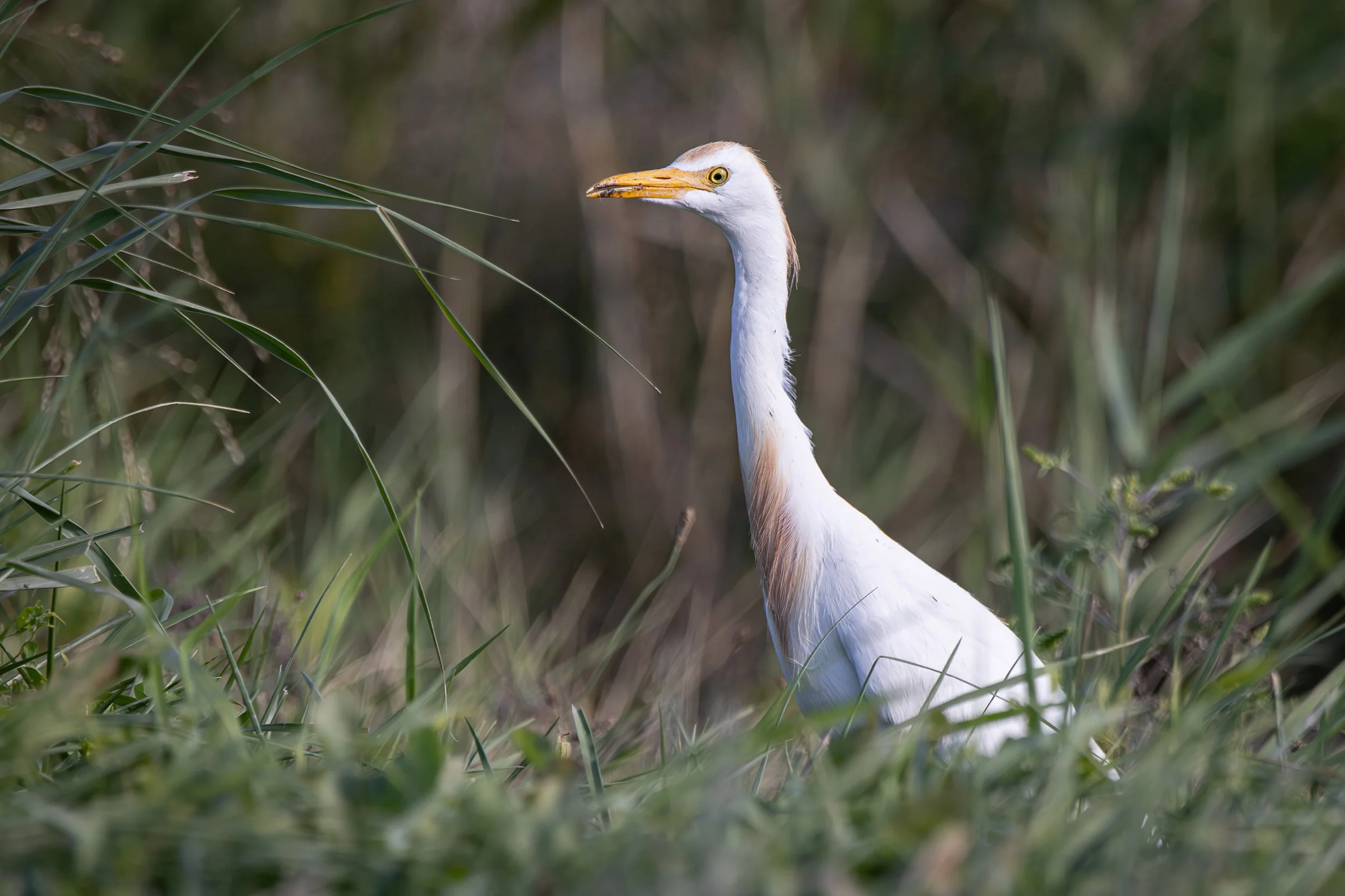 Western Cow-Egret