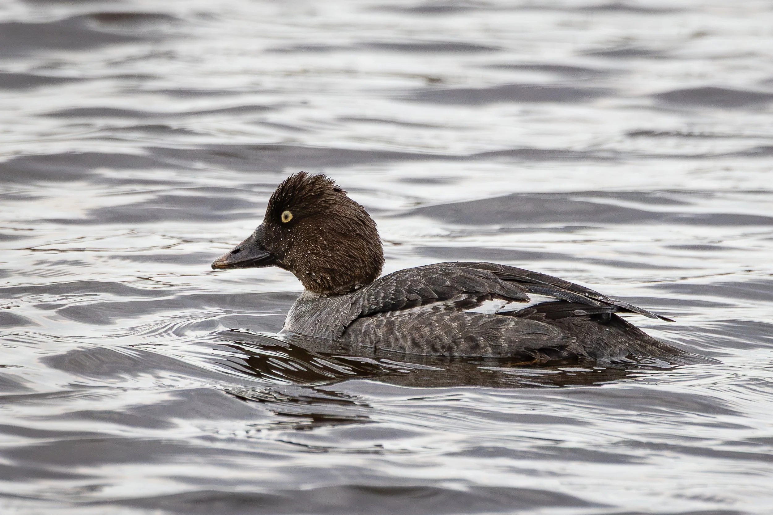 Common goldeneye