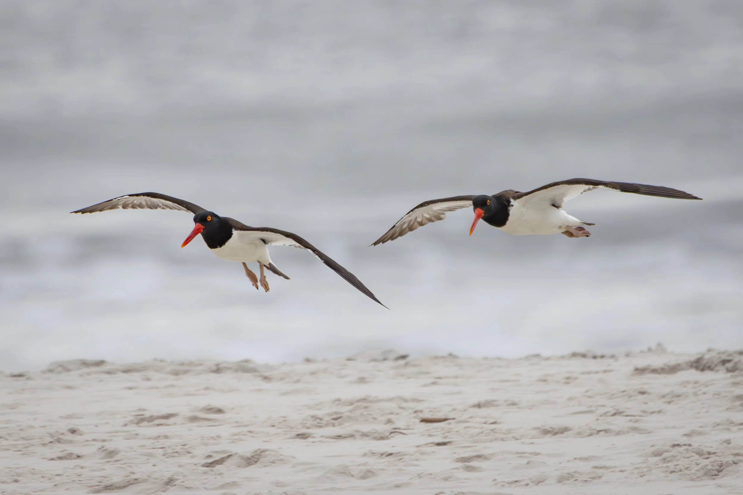 American oystercatchers