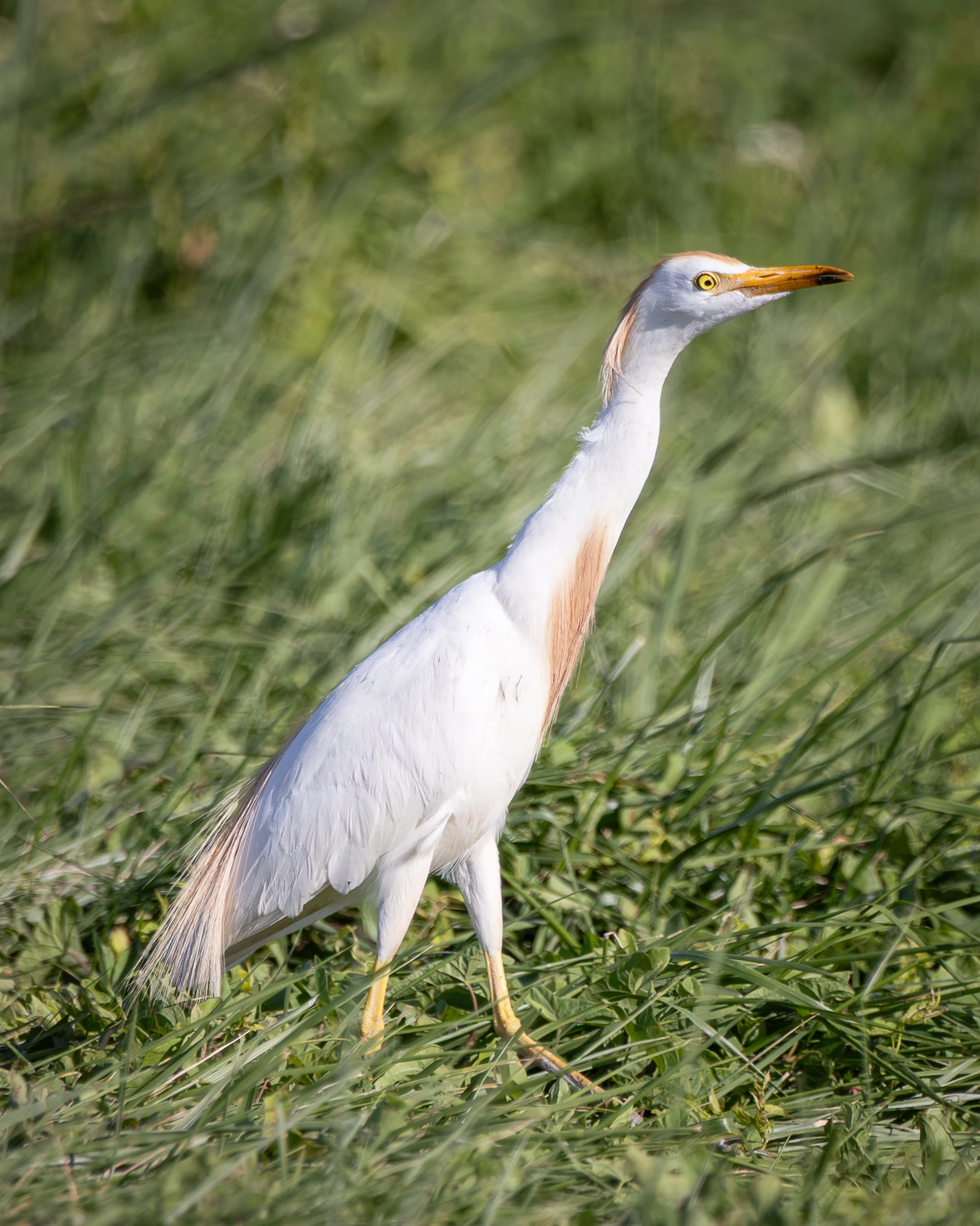 Western Cow-Egret