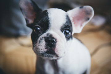 Boston Terrier puppy