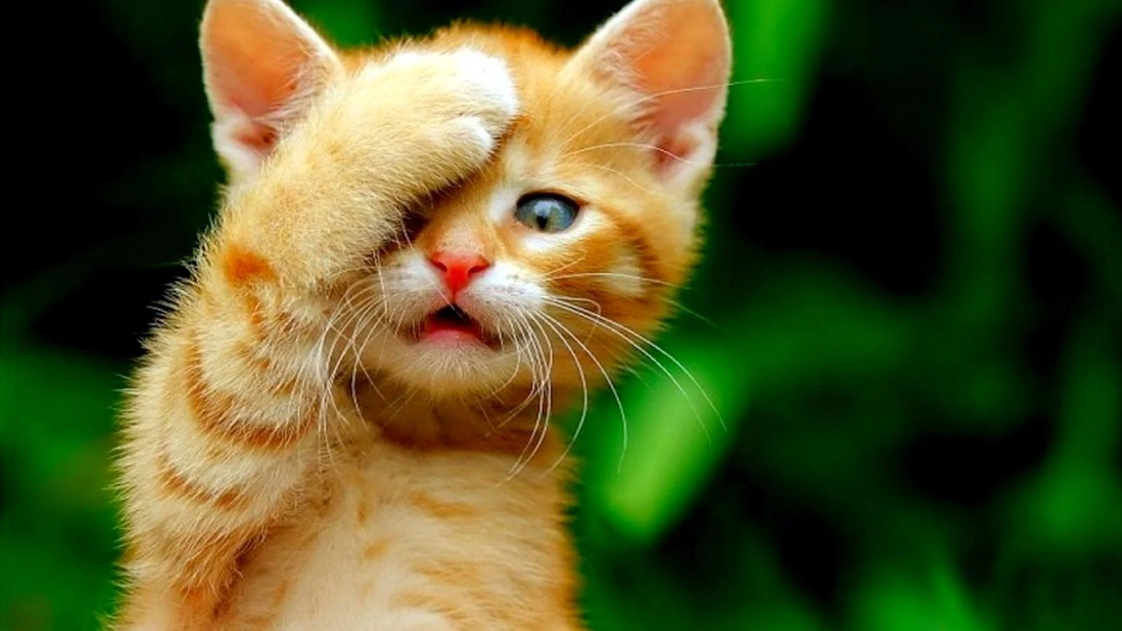 oopscat.jpg