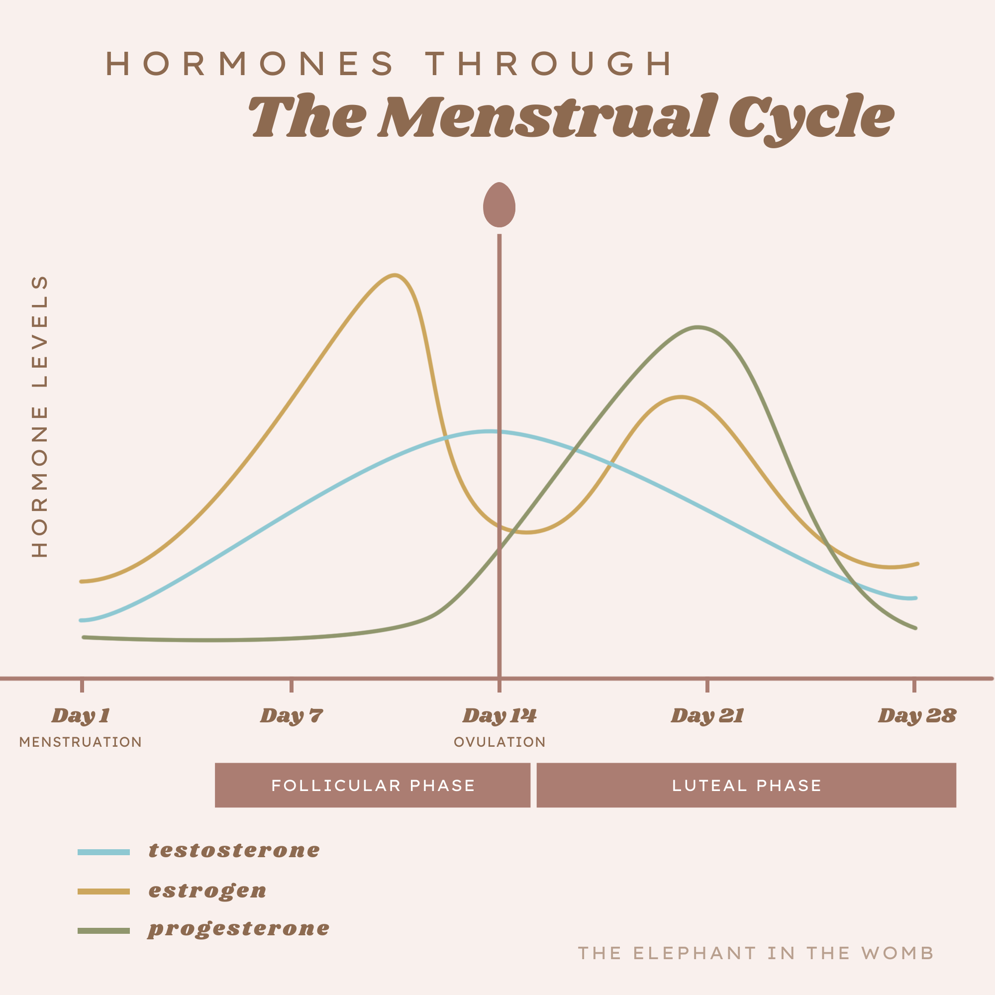 Menstrual Cycle Hormones