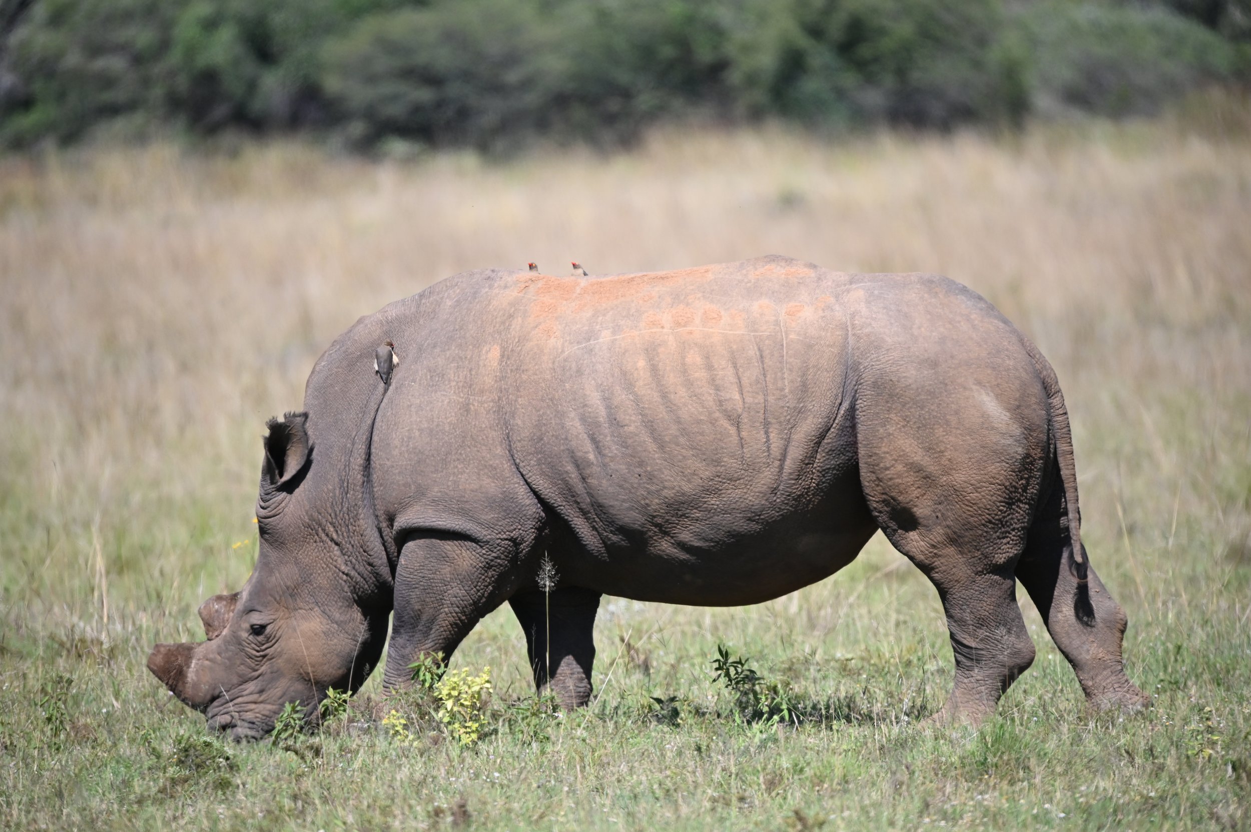 How to go on safari without breaking the bank - Kruger Park, South Africa 