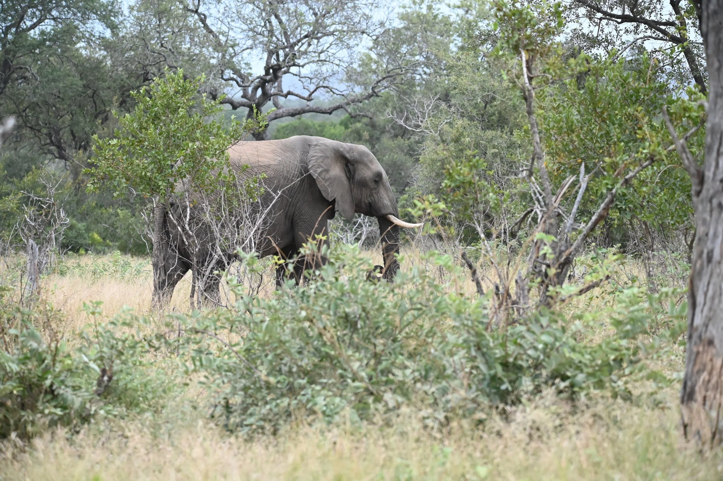 Why You Must Visit Kruger Park, South Africa