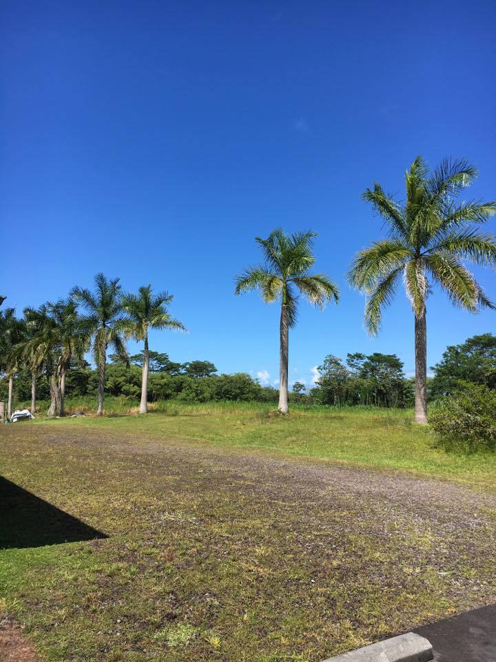 Puna_Palms.jpg