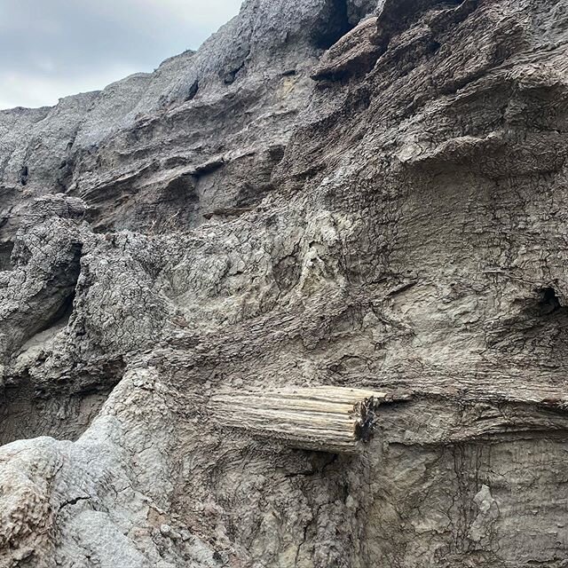 Why would l possibly care about a piece of fossilized wood? Because this particular piece was fossilized right at the K/Pg boundary. The great extinction of the dinosaurs. Could this tree actually have lived during the actual meteoric event? Hmmmm...