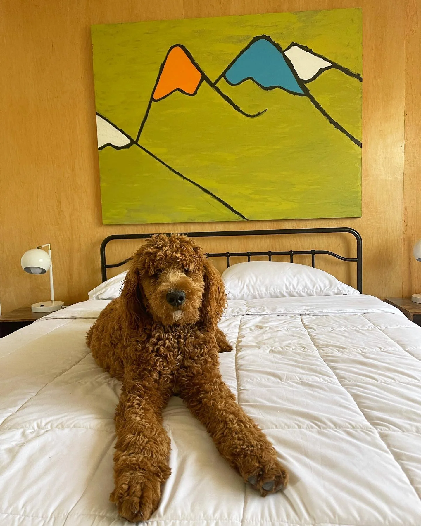 It&rsquo;s apparently #worlddogday, and I don&rsquo;t think I&rsquo;ve properly introduce y&rsquo;all to my puppy, @cowboy.doodle yet🤠 He is the best thing that came out of 2020. Don&rsquo;t get me wrong, I&rsquo;m more of a cat person (even though 