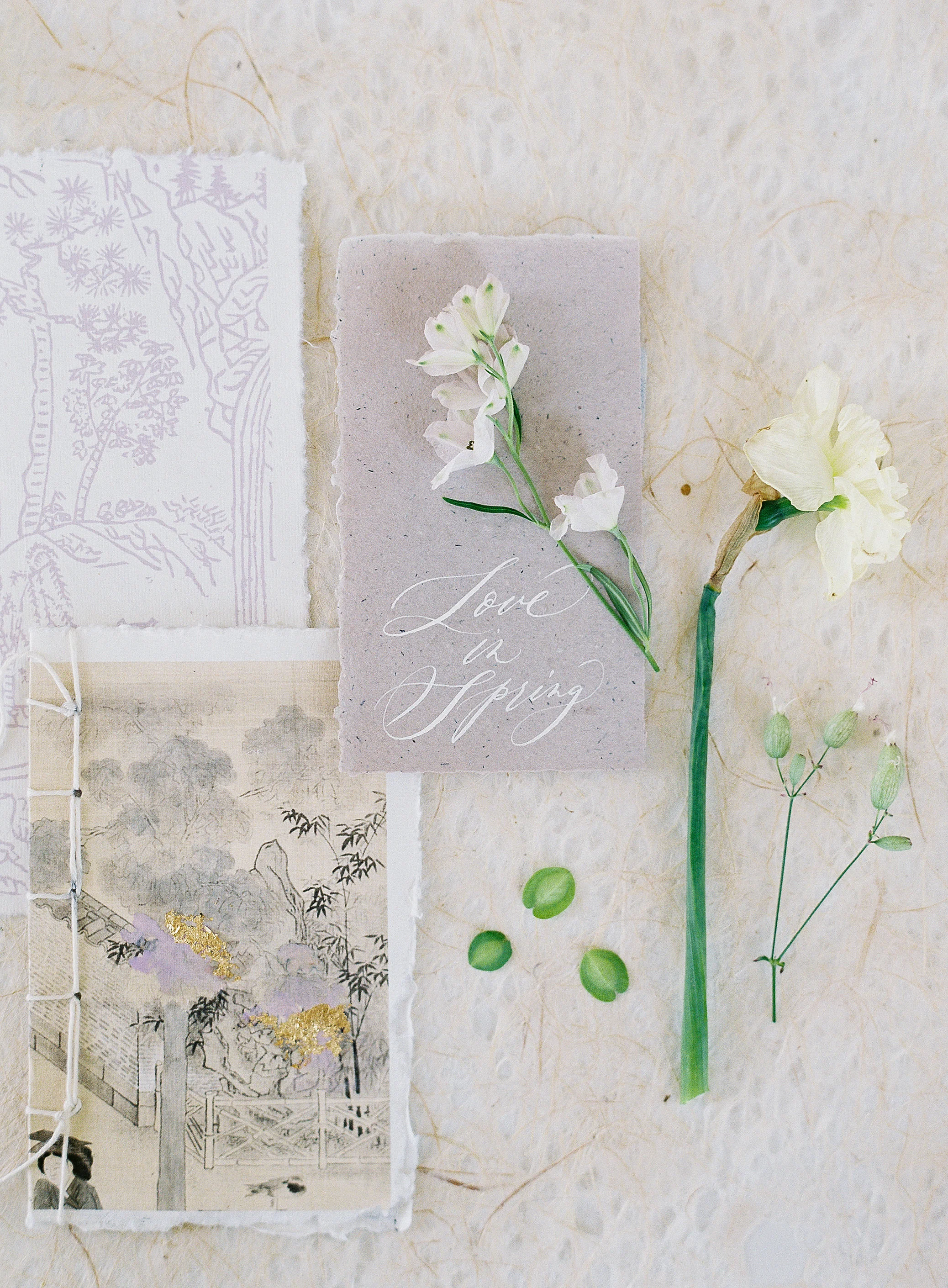 lauragordonphotography_tulipina-418.jpg