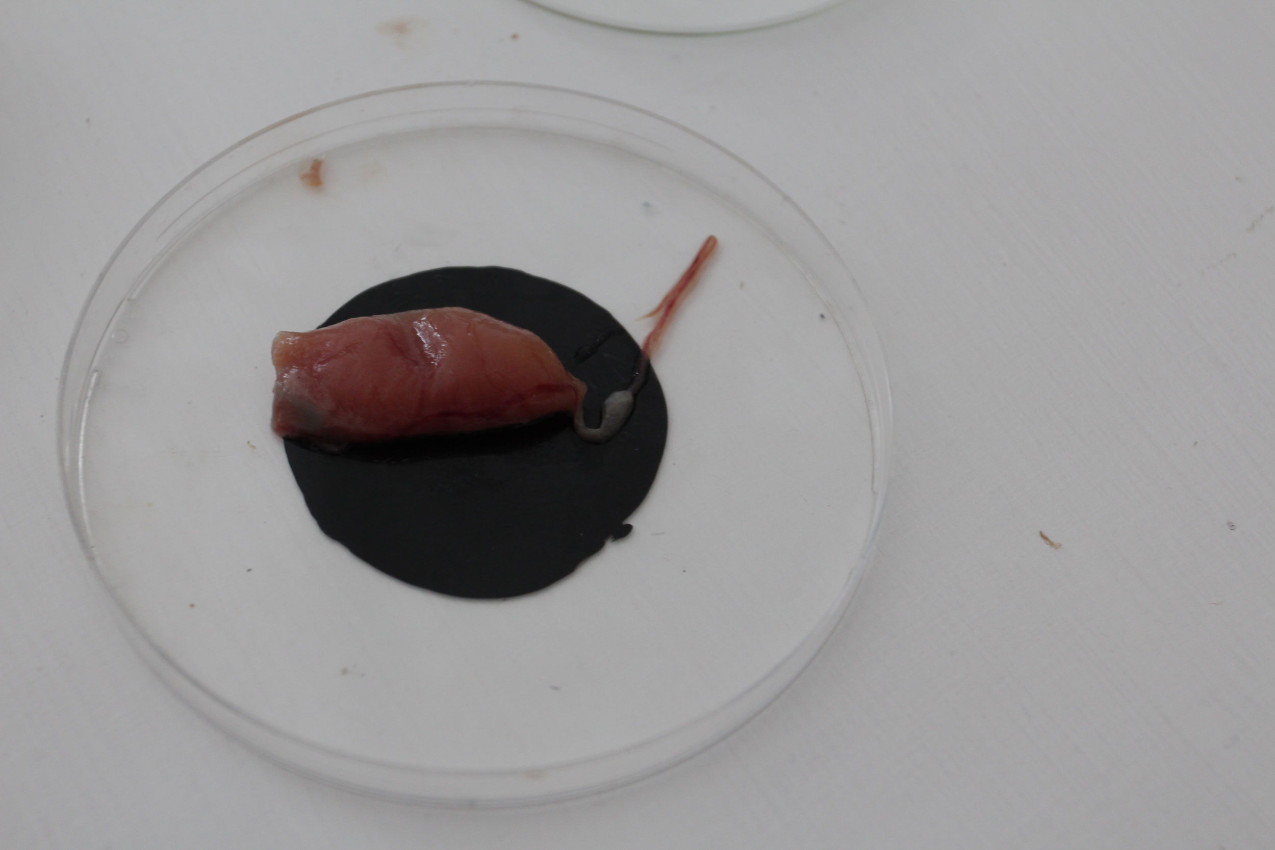 ILABORATORIOINSTALLAATIO_RENELL_WEB RESO_8222.jpg