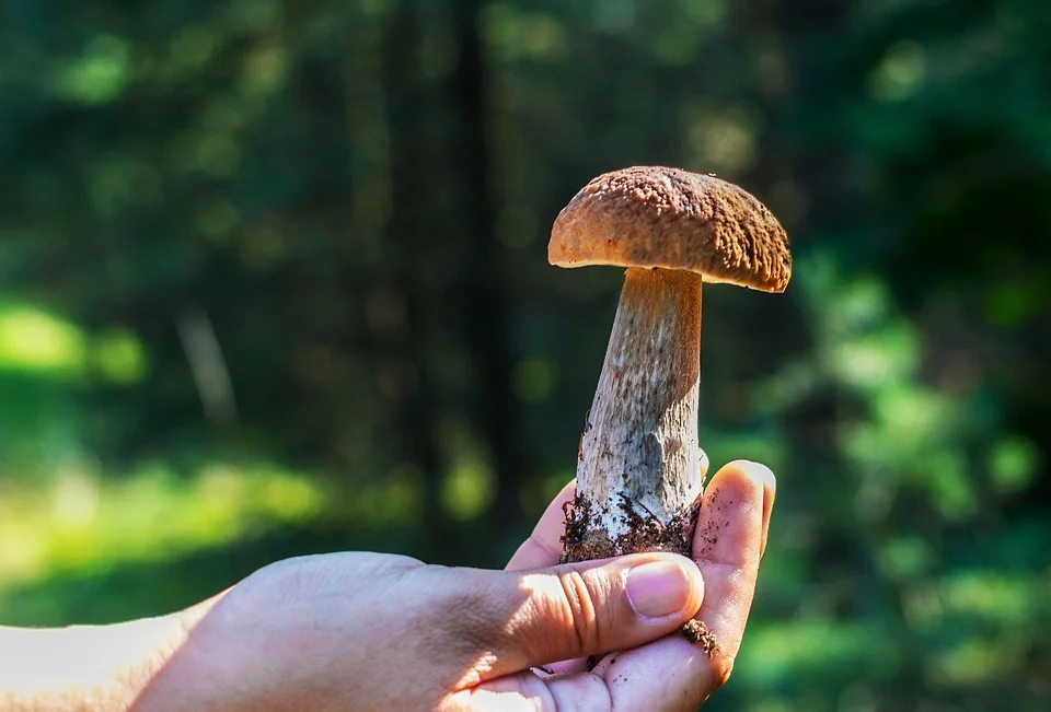 Summer in the Italian Alps Porcini Mushroom Picking — Miramonti Corteno