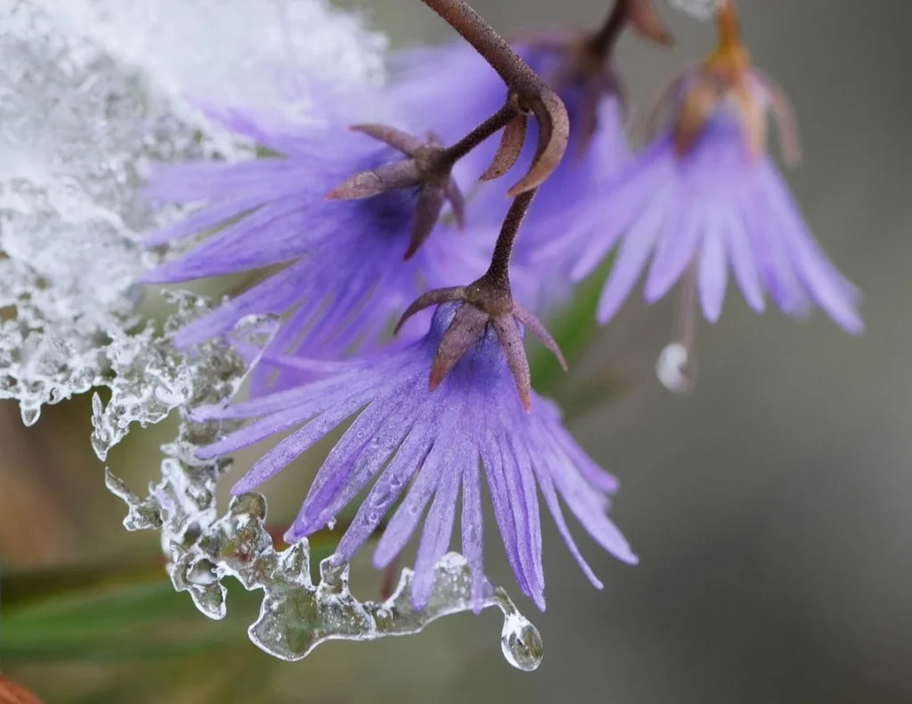 Source: Kelowna Gardens