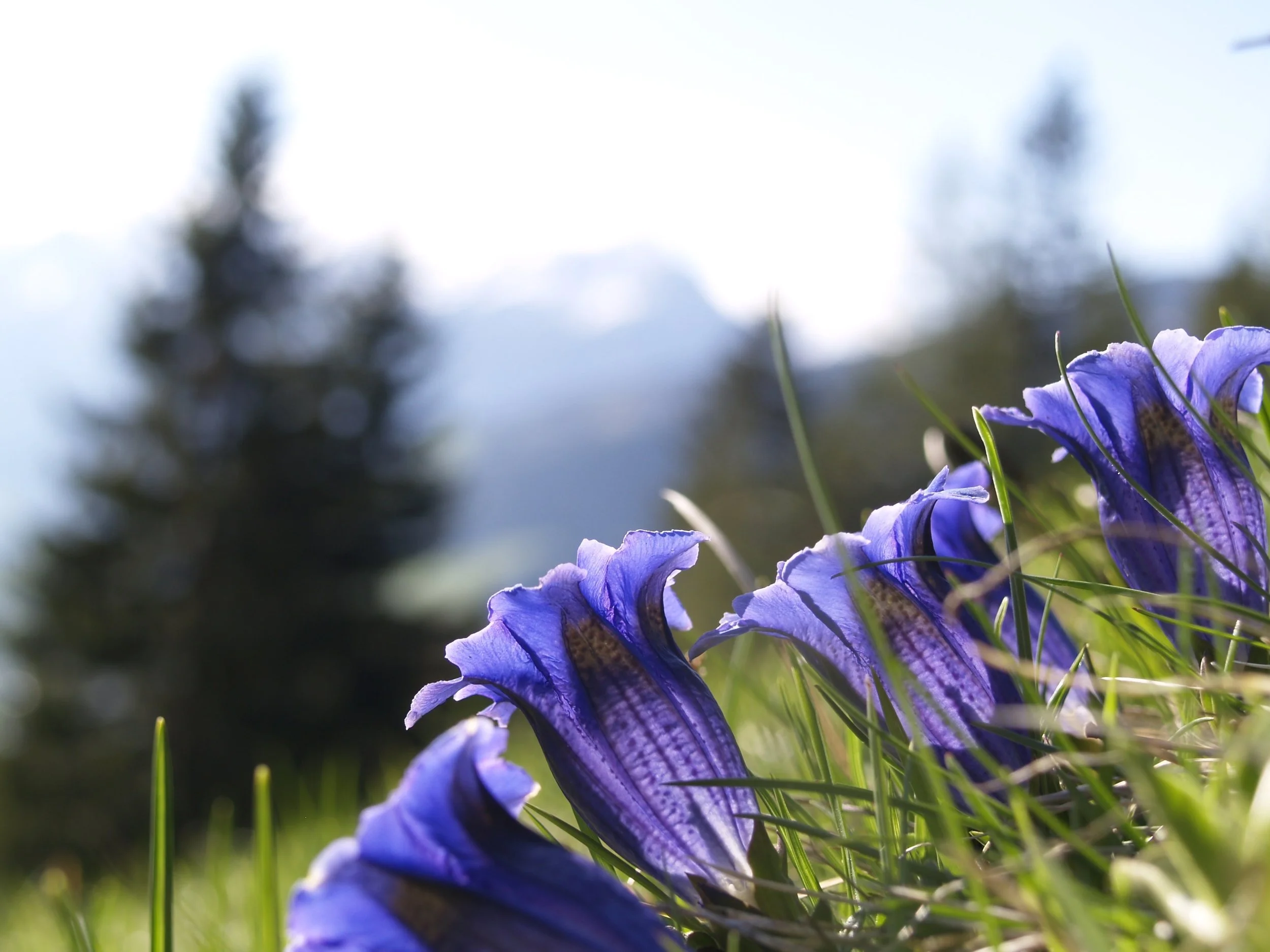 bell-flower-bloom-blossom-51425.jpg