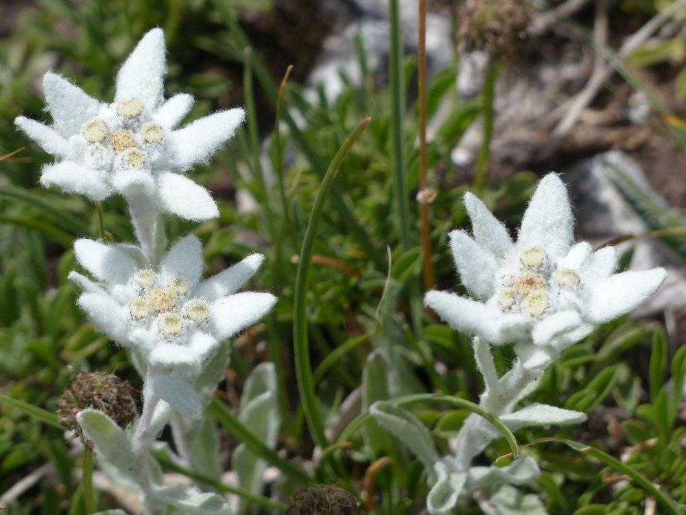 Wunderschone Blumen Die Man In Den Italienischen Alpen Finden Kann Miramonti Corteno