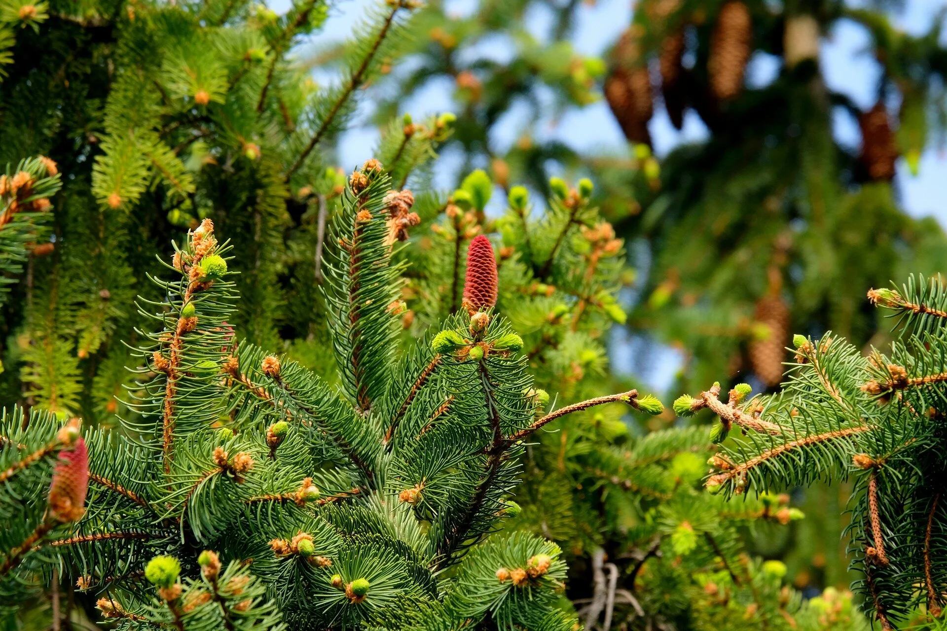 fir-tree-2288229_1920.jpg