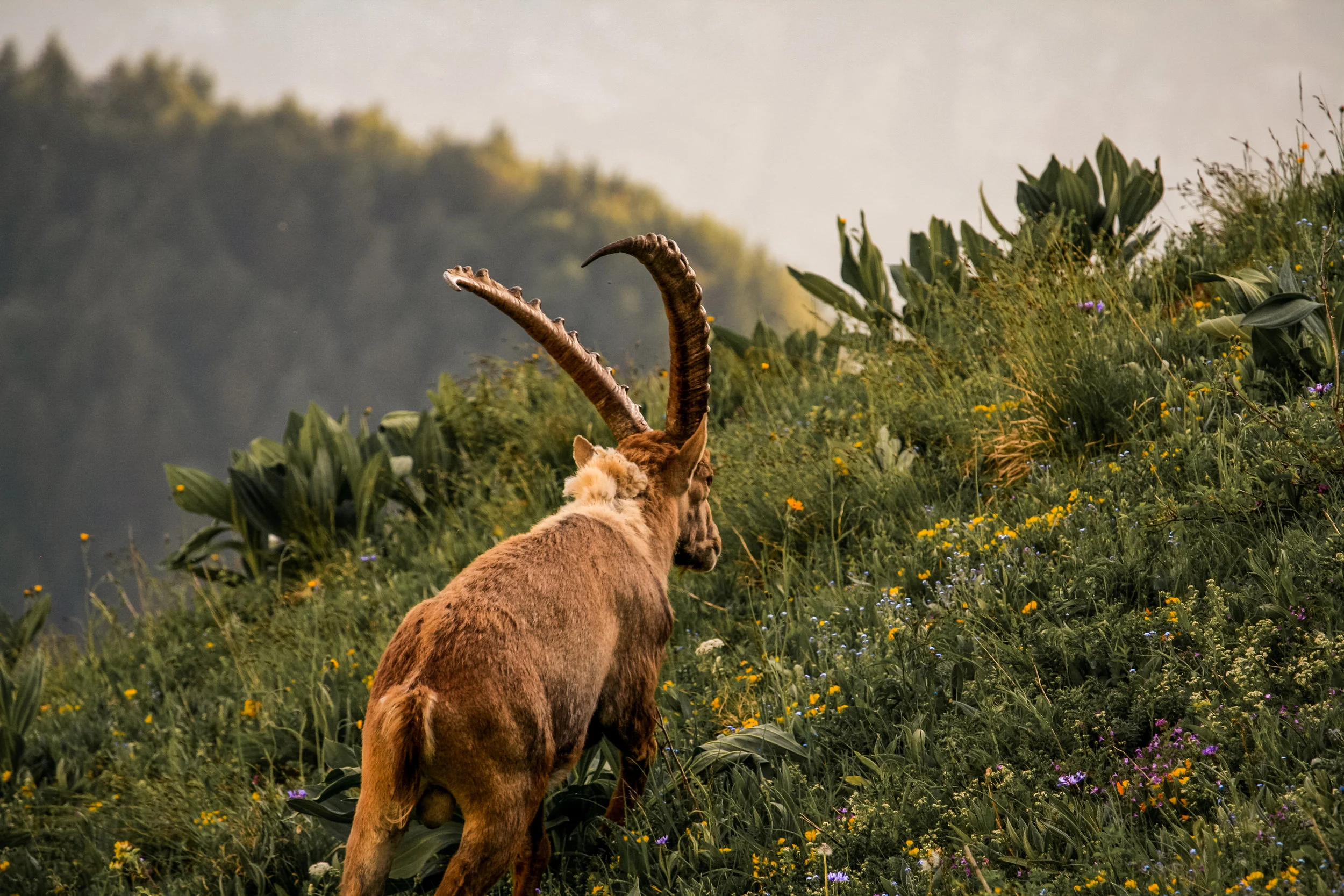 What is an Alpine Ibex? 'The Greatest Rock-Climbers of the Alps'