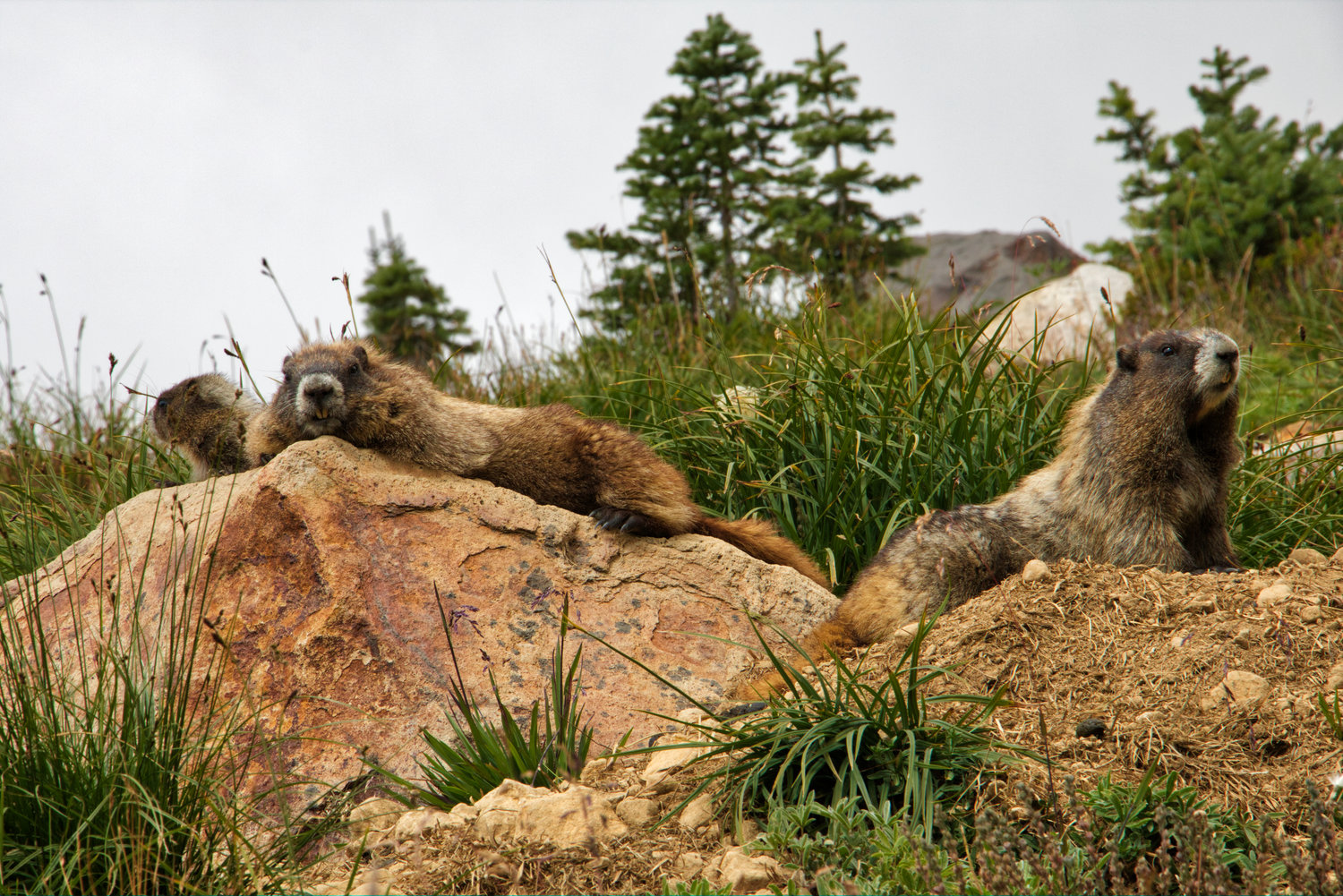 What is an Alpine Marmot? 'Expert Diggers' — Miramonti Corteno
