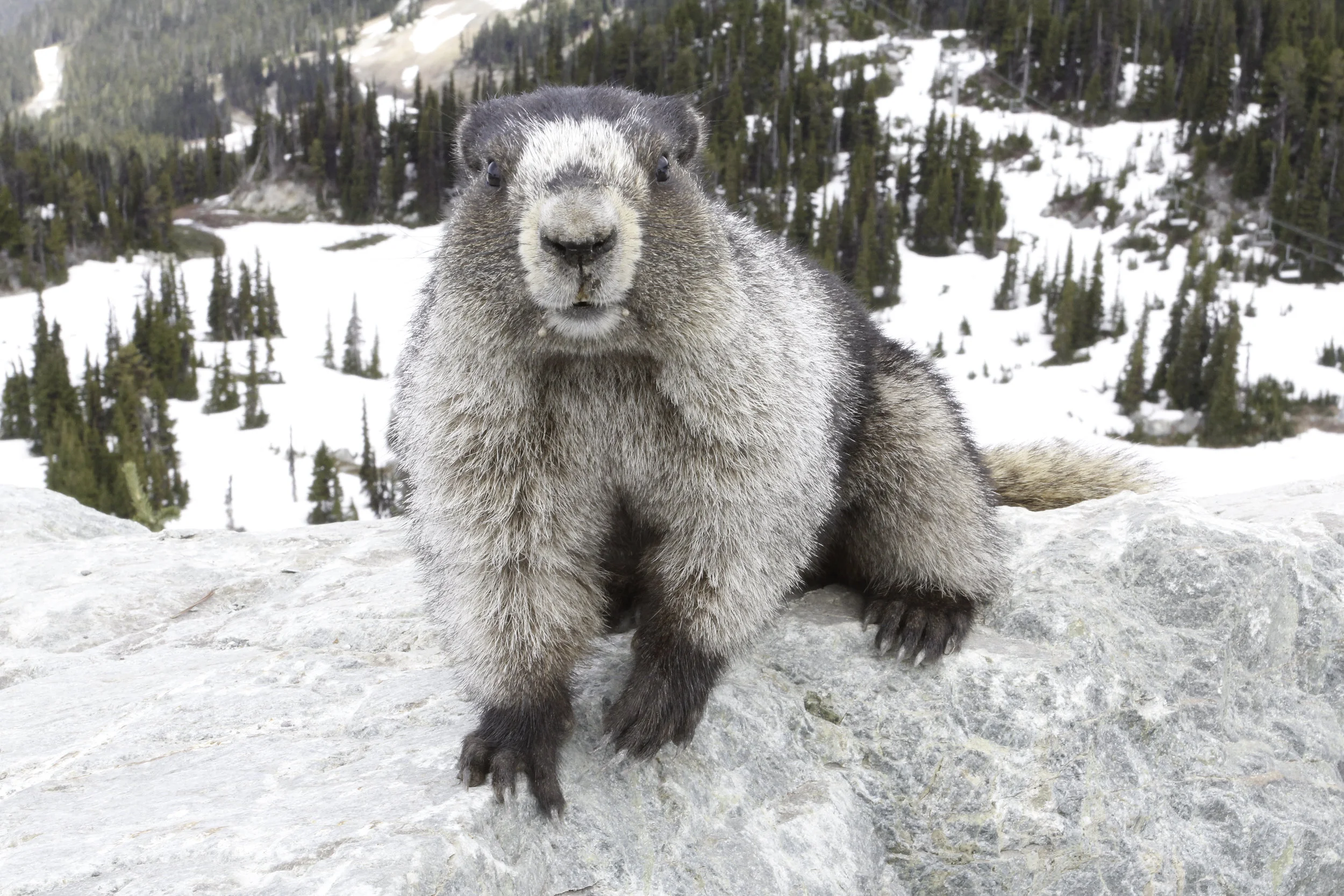What is an Alpine Marmot? 'Expert Diggers'