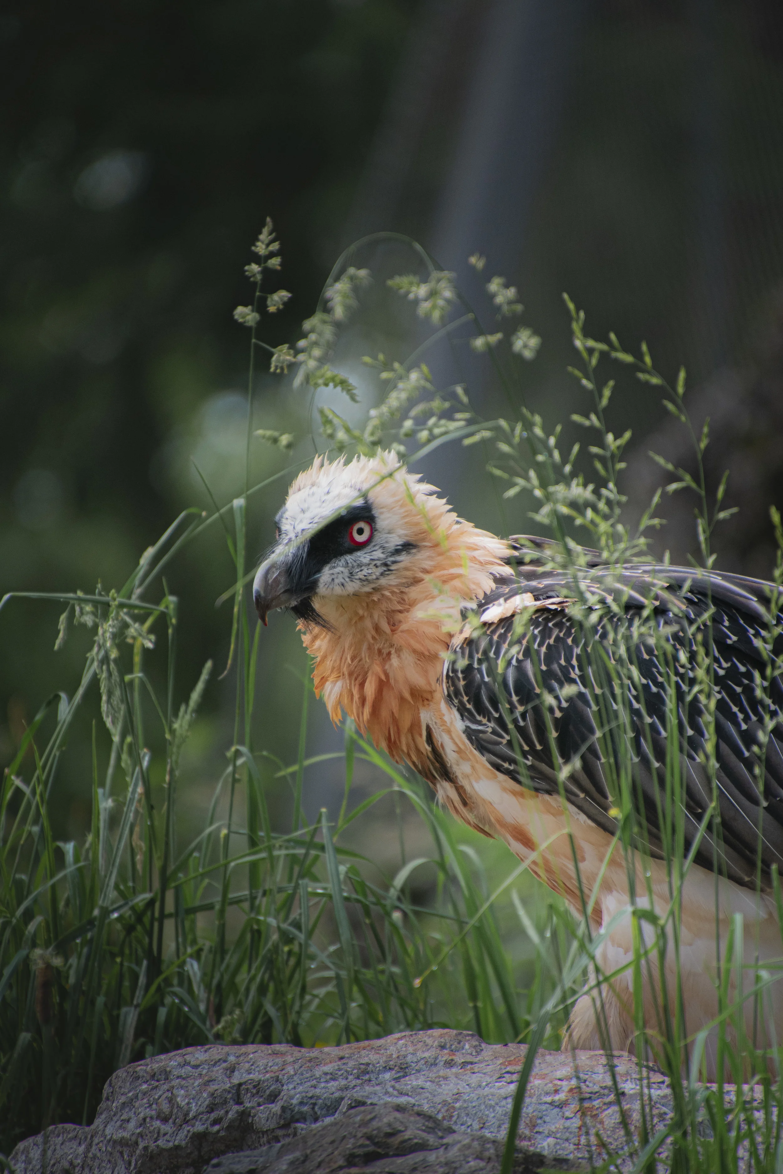 What is a Bearded Vulture? 'Unique Alpine Birds of Prey'
