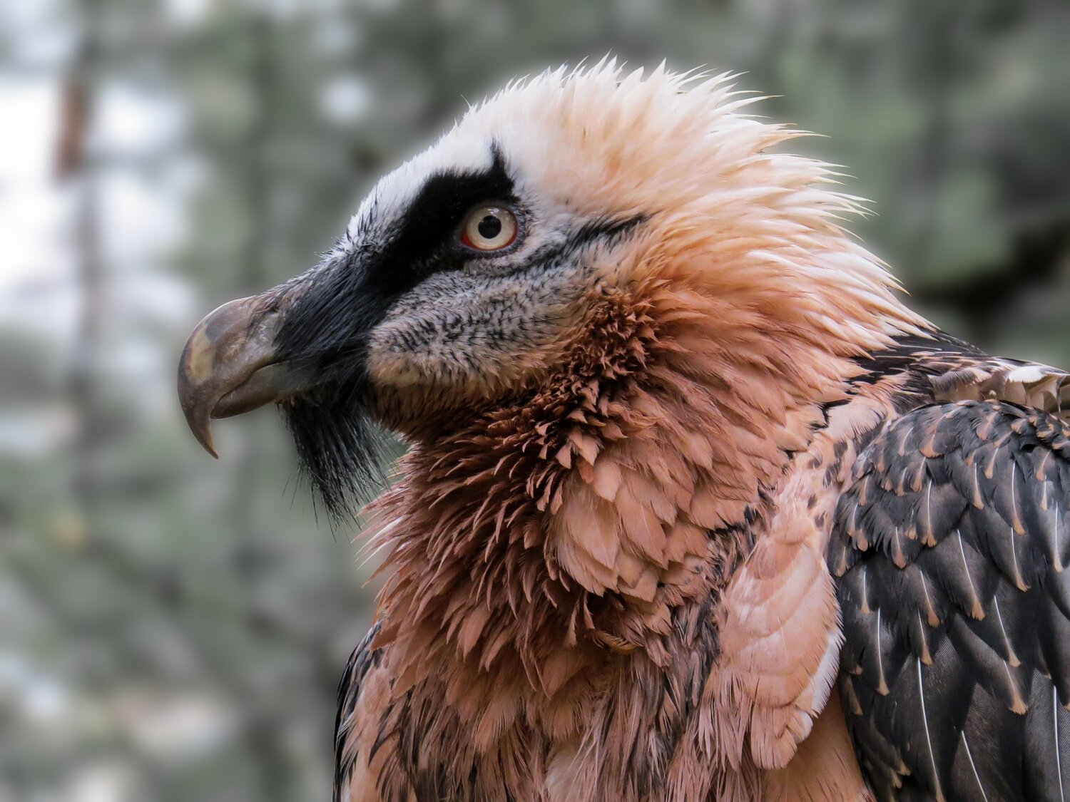 Incredible Compilation of Over 999 Vulture Images in Stunning Full 4K ...