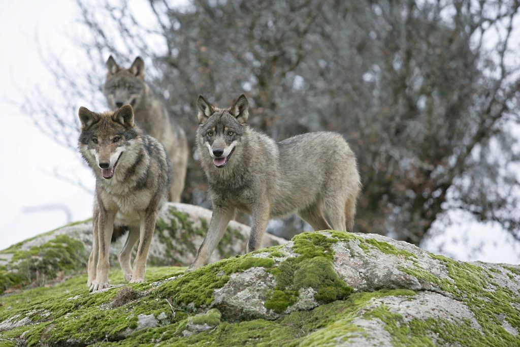 What is an Italian Wolf? “An Incredibly Fierce Predator from the Italian Alps”
