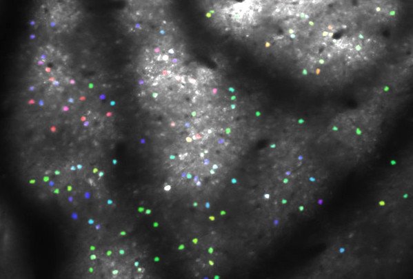 F157_t10_cell_92_as_corrImg_flat.jpg